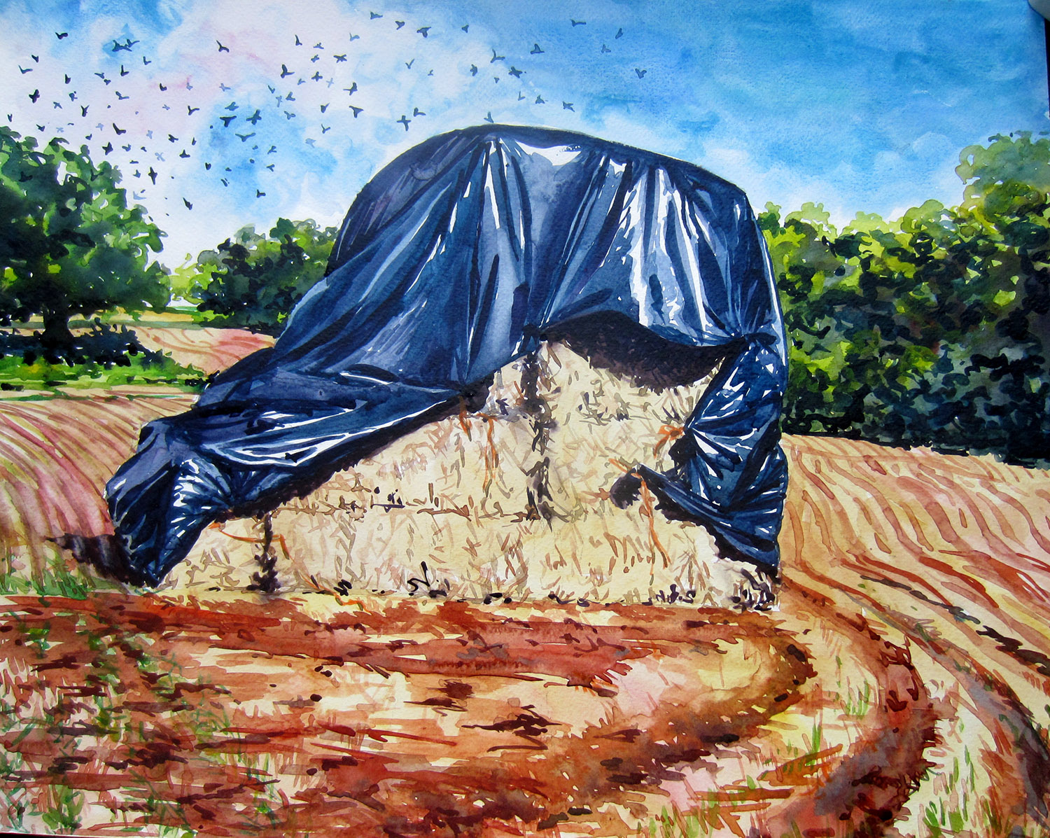 Somerset Straw.jpg