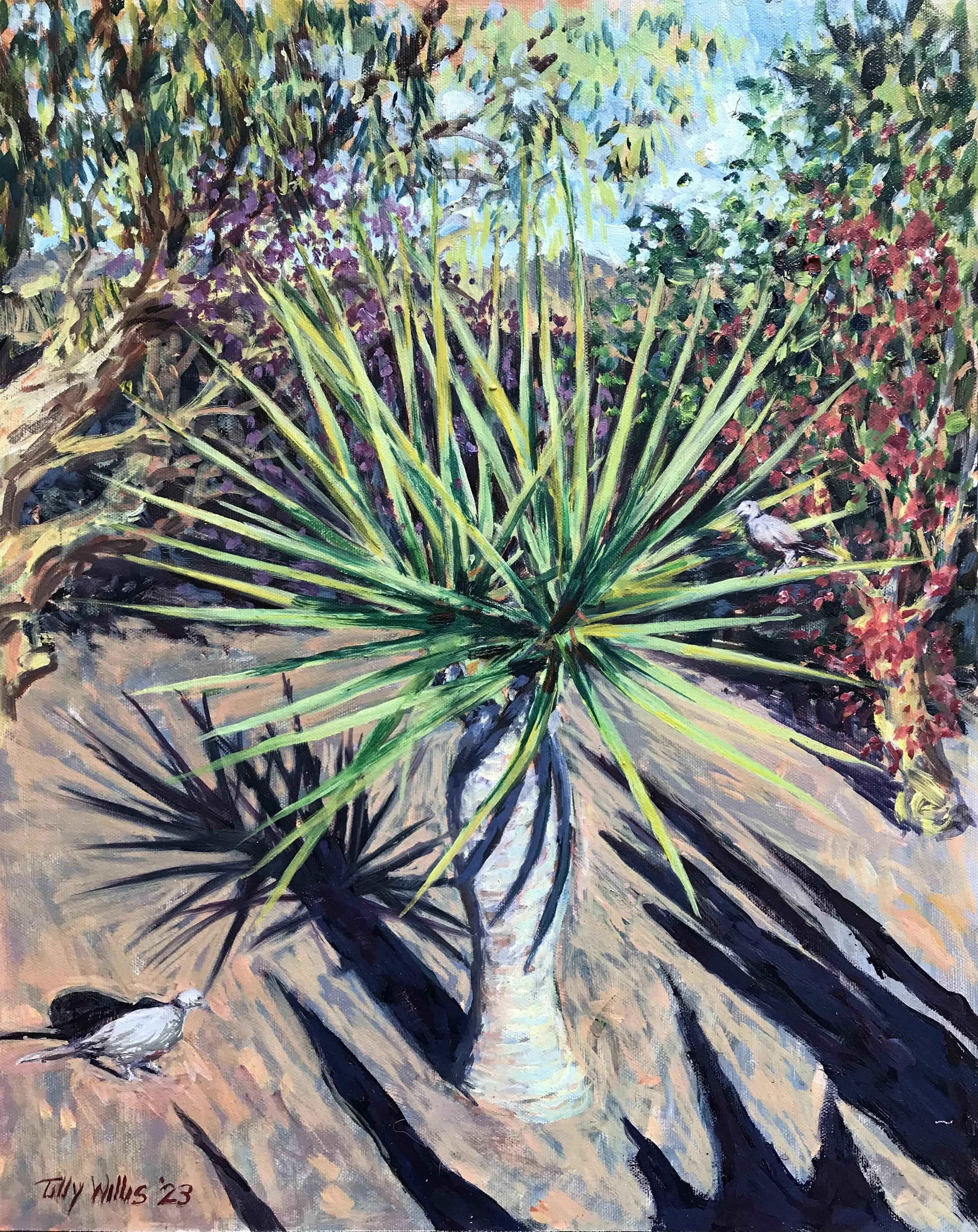 Collar Doves of Lanzarote