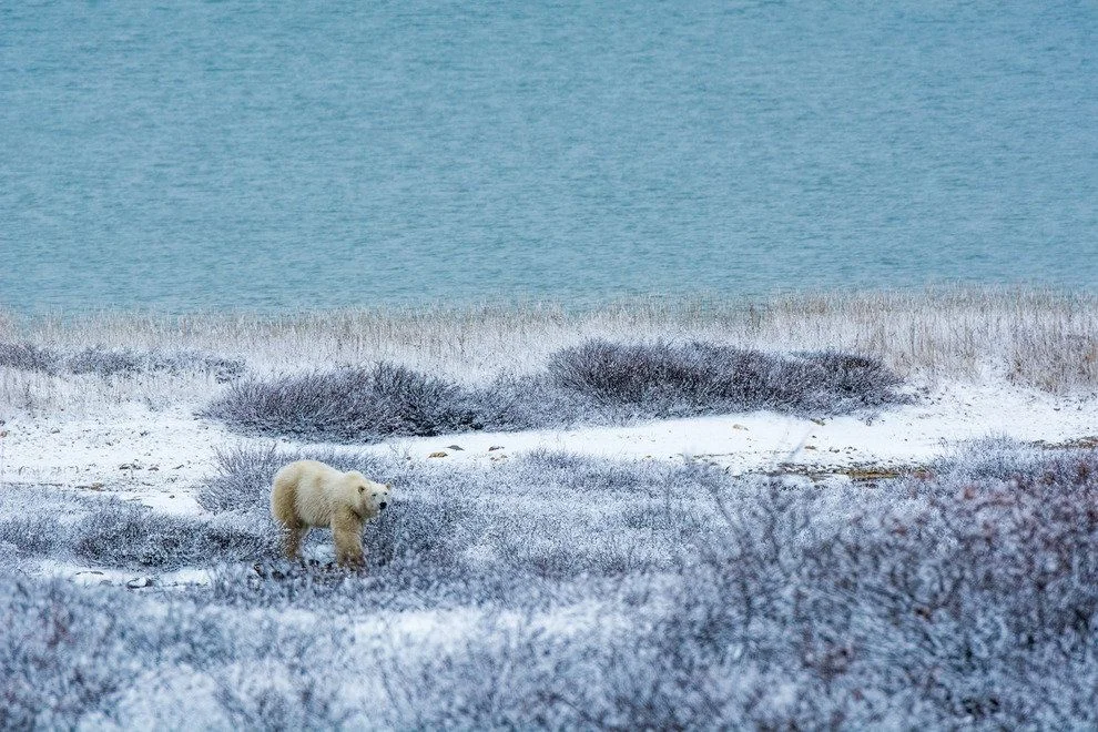 Polar Bear Week: On Safari in Churchill, Manitoba