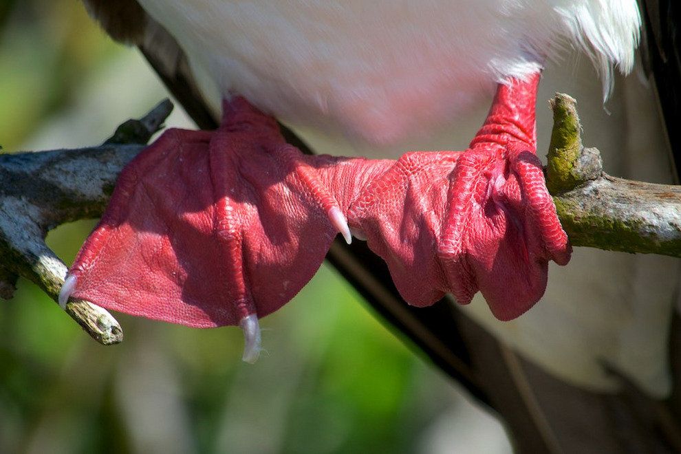 Eco-Tourism in the Galapagos