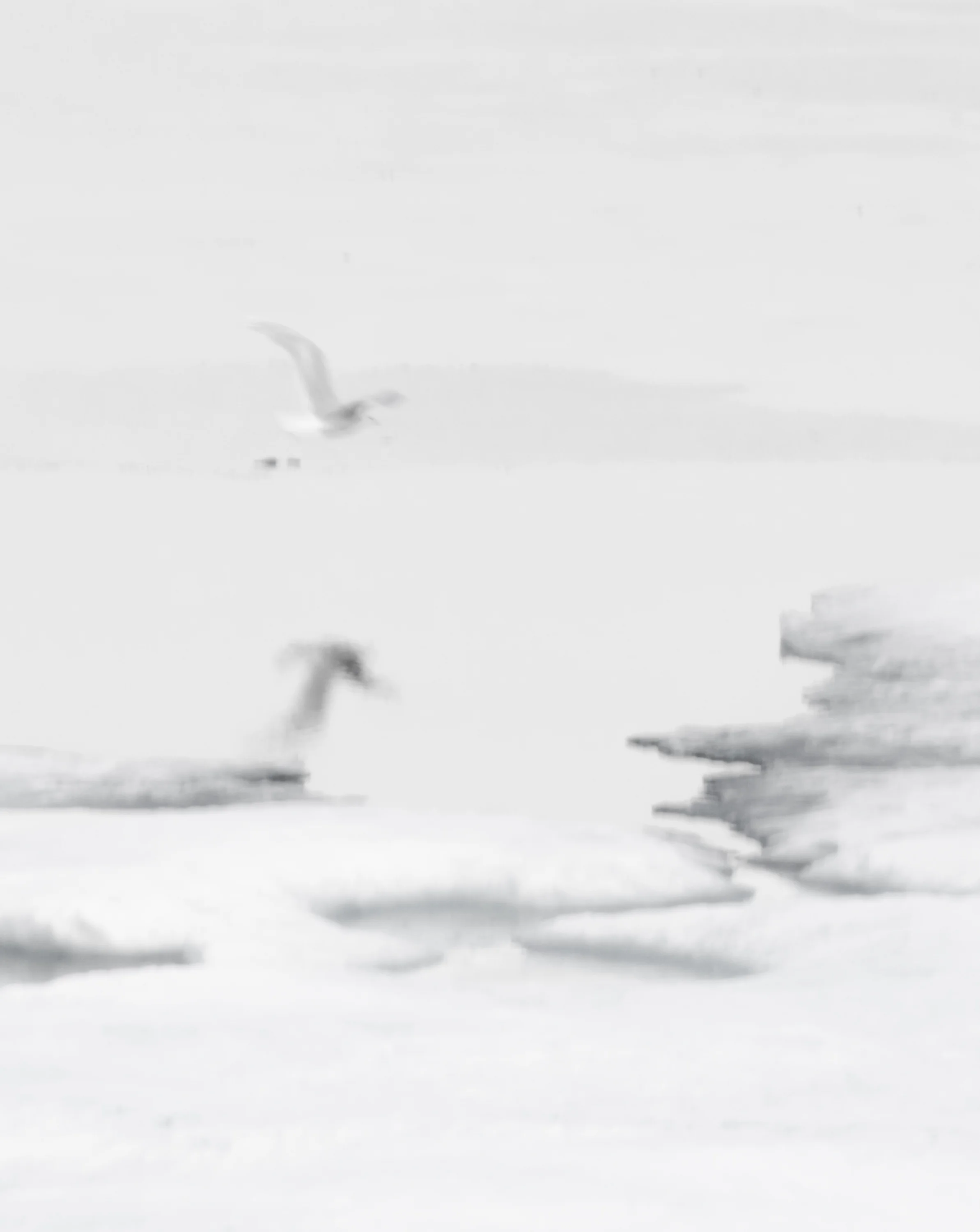 Taking flight - Croker Bay, Nunavut