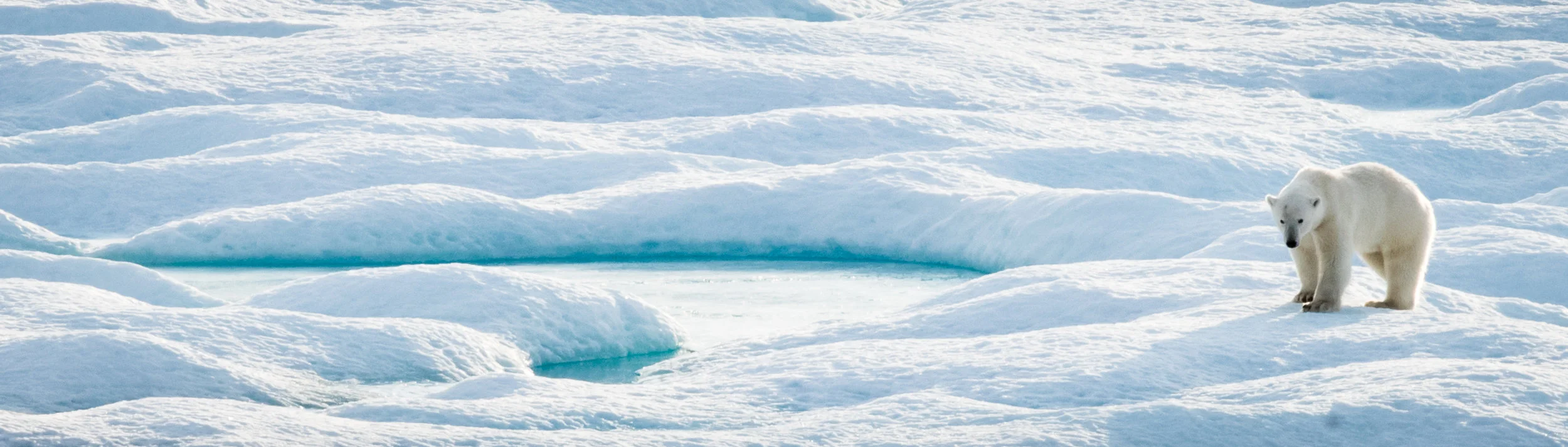 Polar Bear - Croker Bay, Nunavut