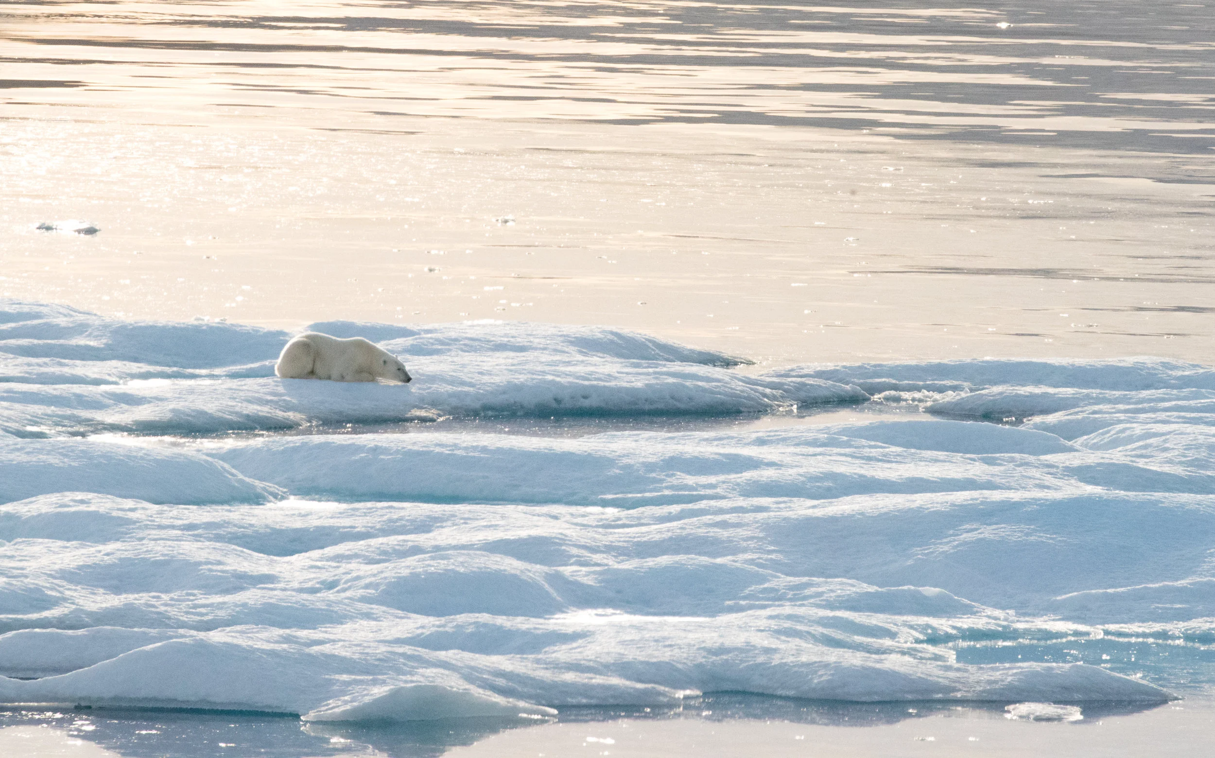 Polar bear - Croker Bay, Nunavut