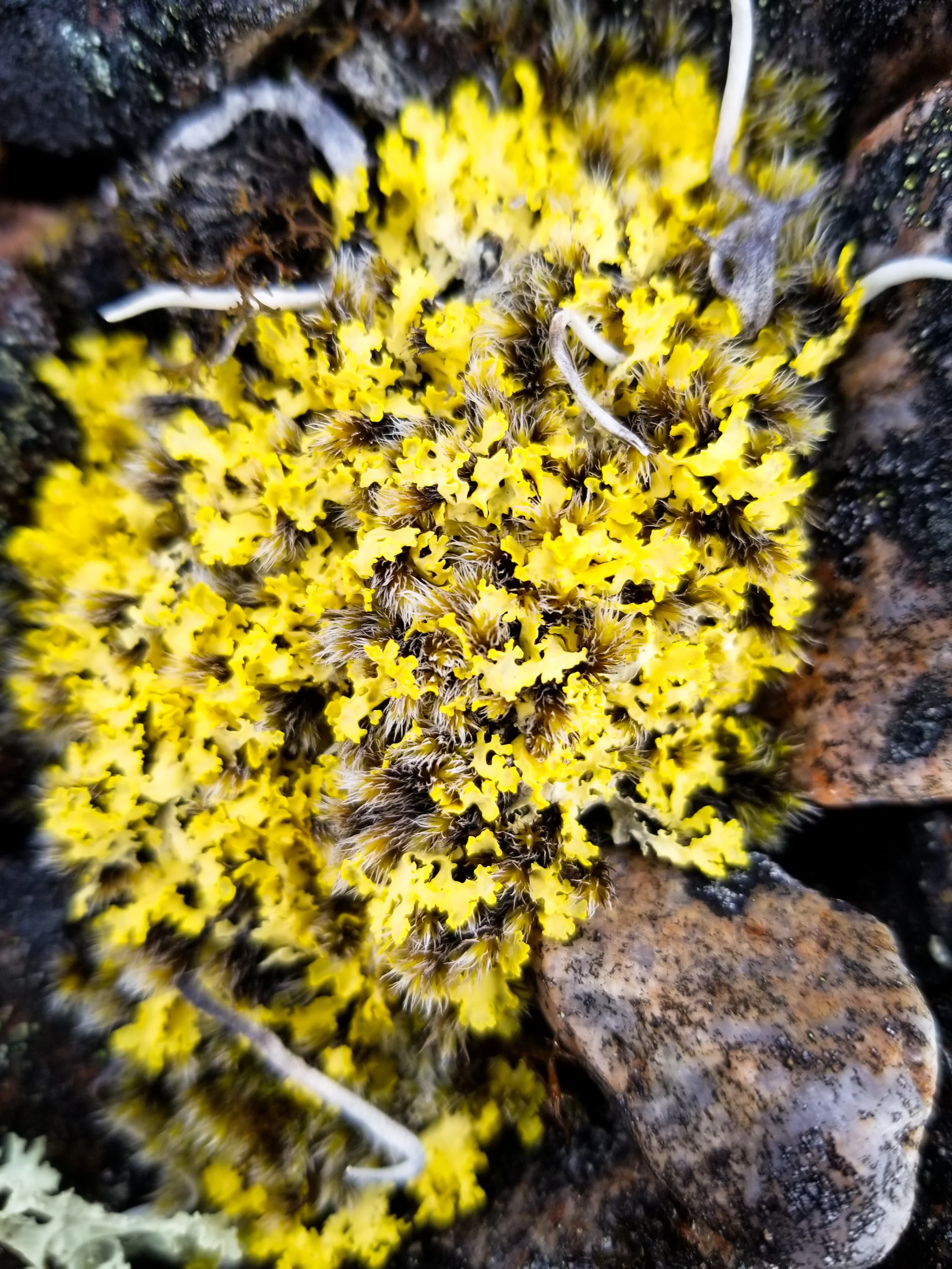 Yellow lichen - Fort Ross, Nunavut