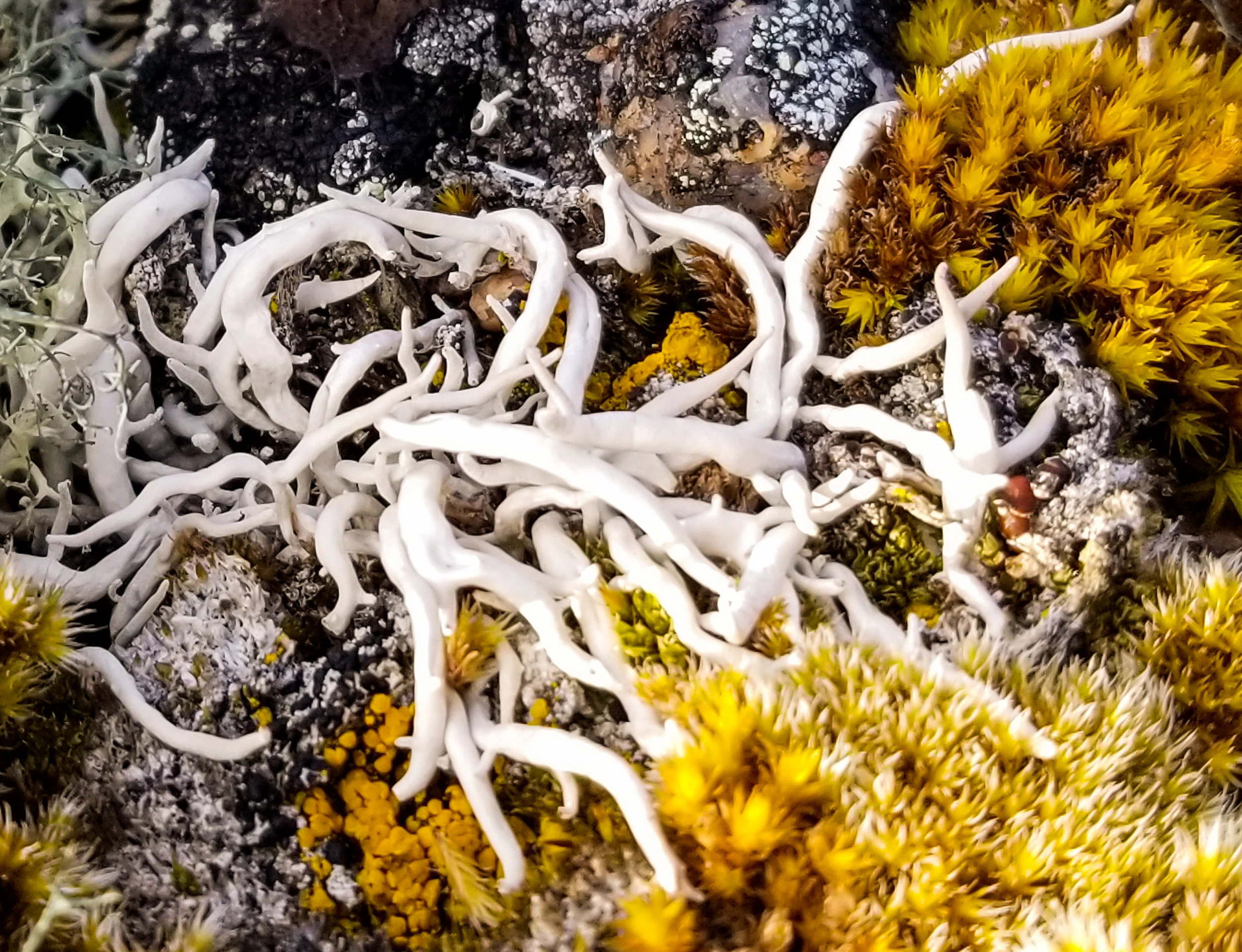 Whiteworm Lichen - Fort Ross, Nunavut