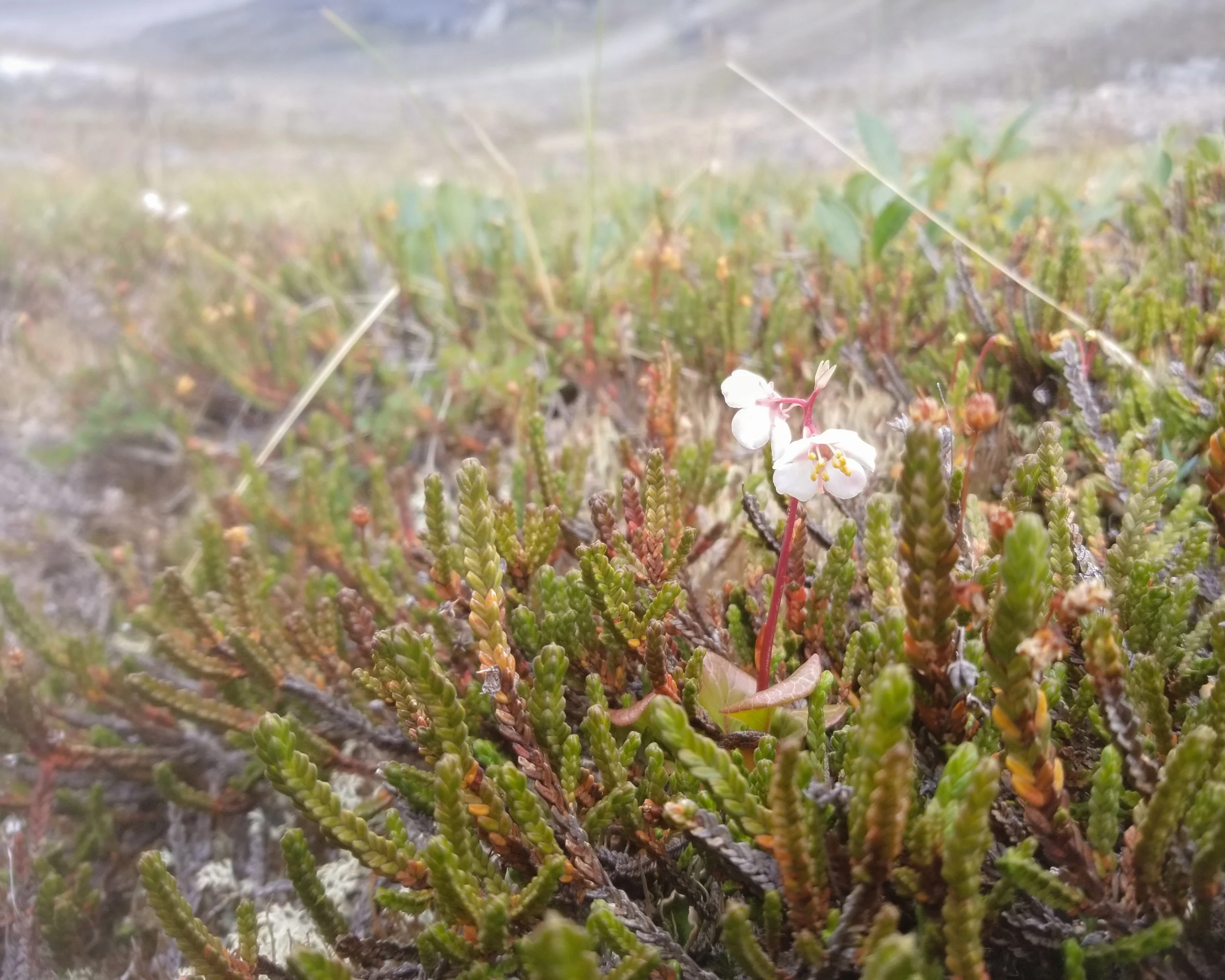 Arctic flower - Auyuittuq National Park, Nunavut