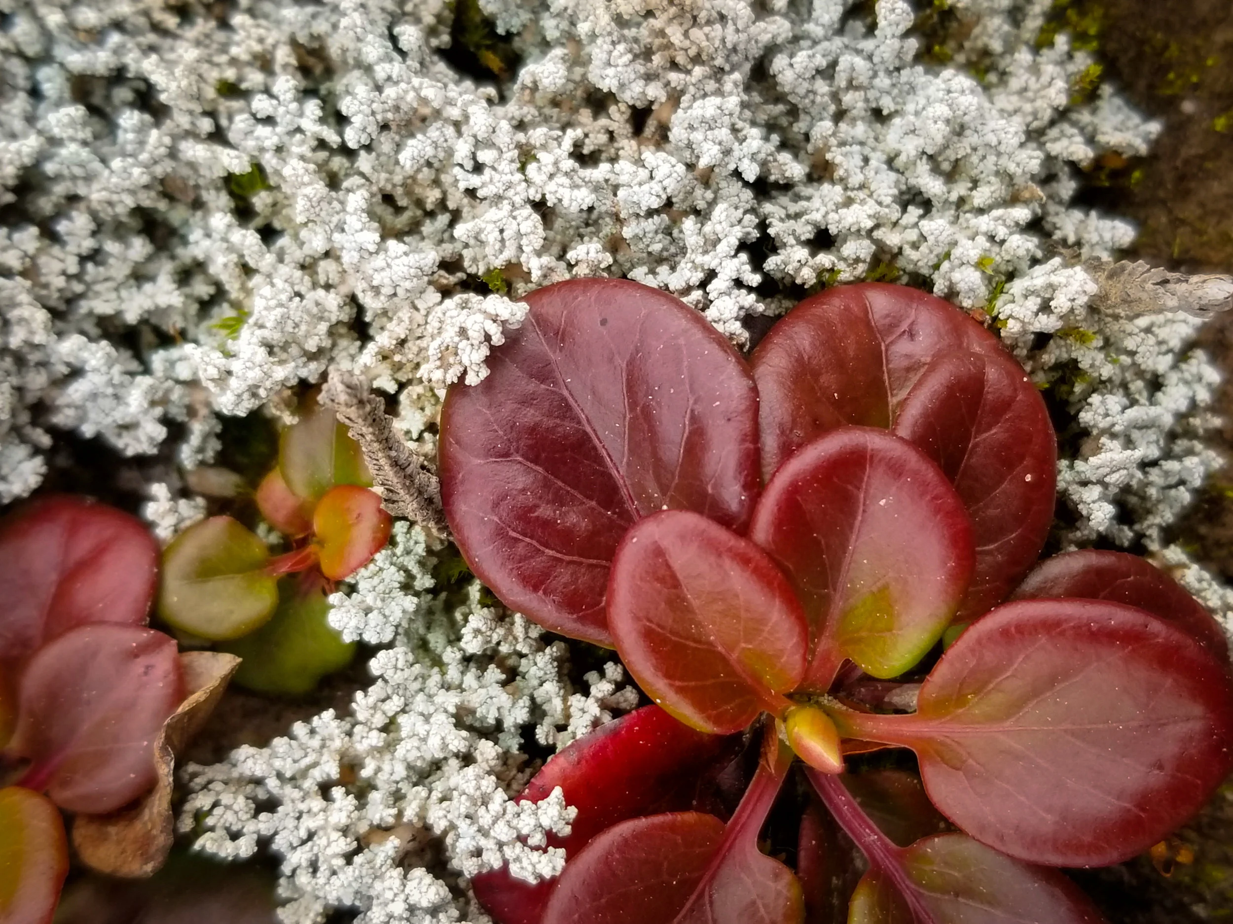Flora - Auyuittuq National Park, Nunavut