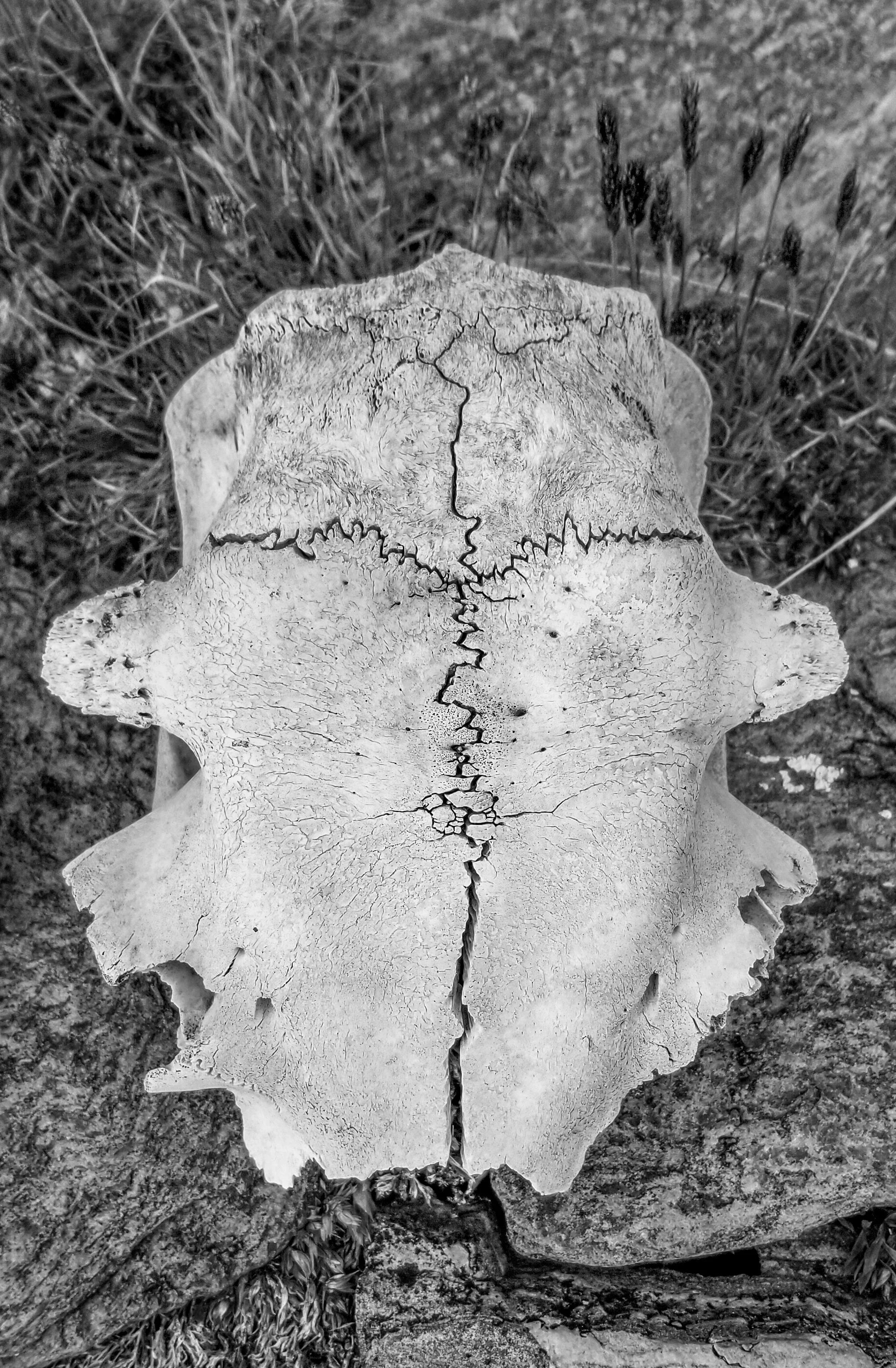 Walrus skull - Dundas Harbor, Nunavut