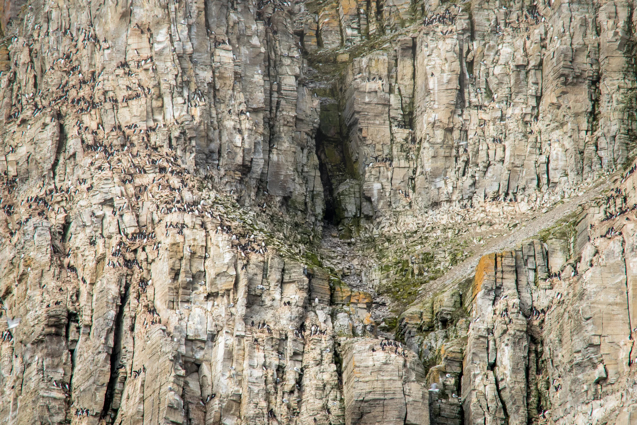 Thick-billed murres - Prince Leopold Island, Nunavut