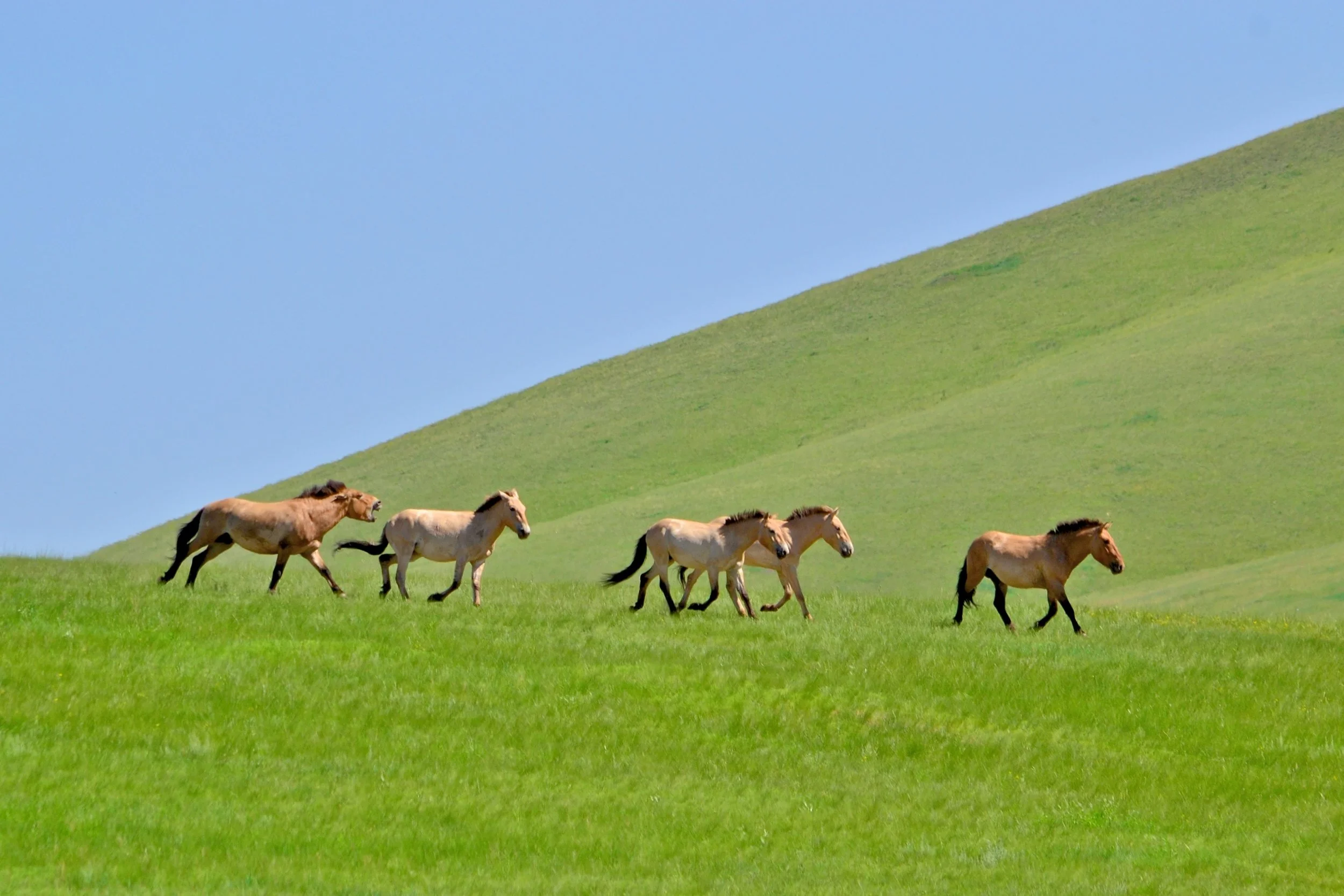 Przewalski's horses - Hustai National Park