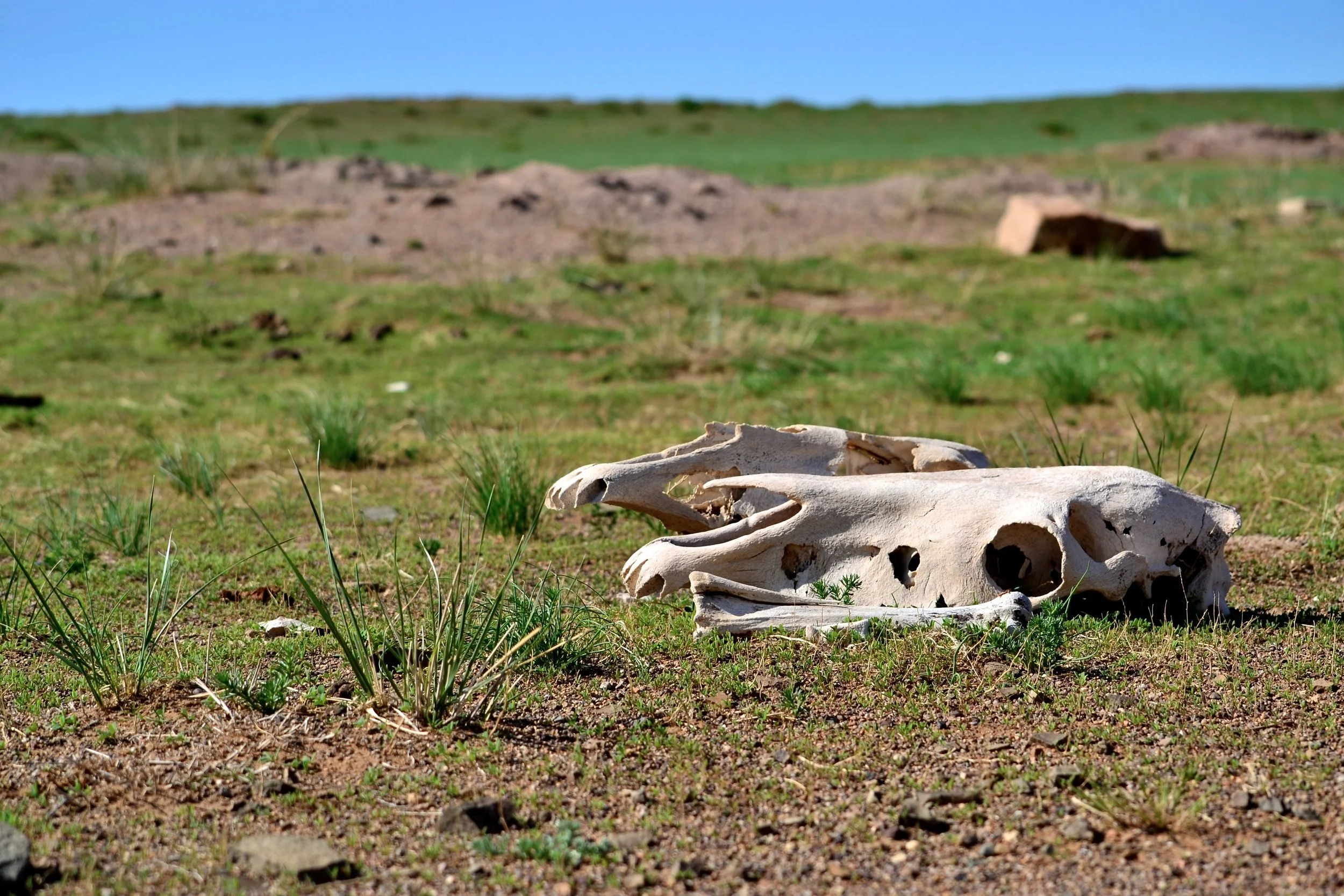 Skull - Mongolian steppe