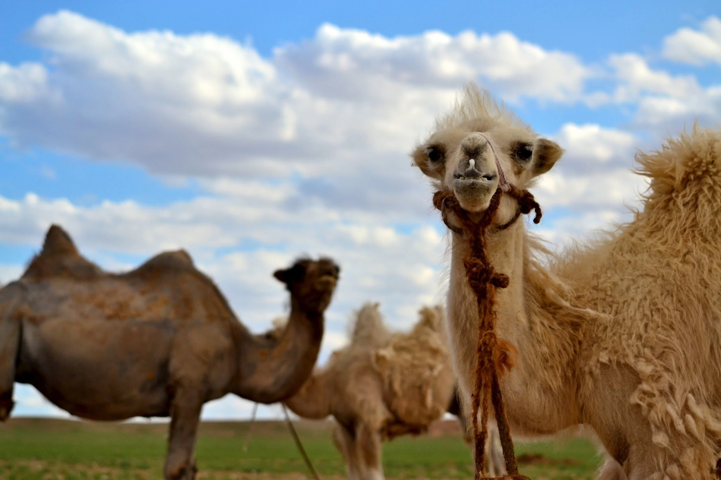 Camels - Gobi Desert