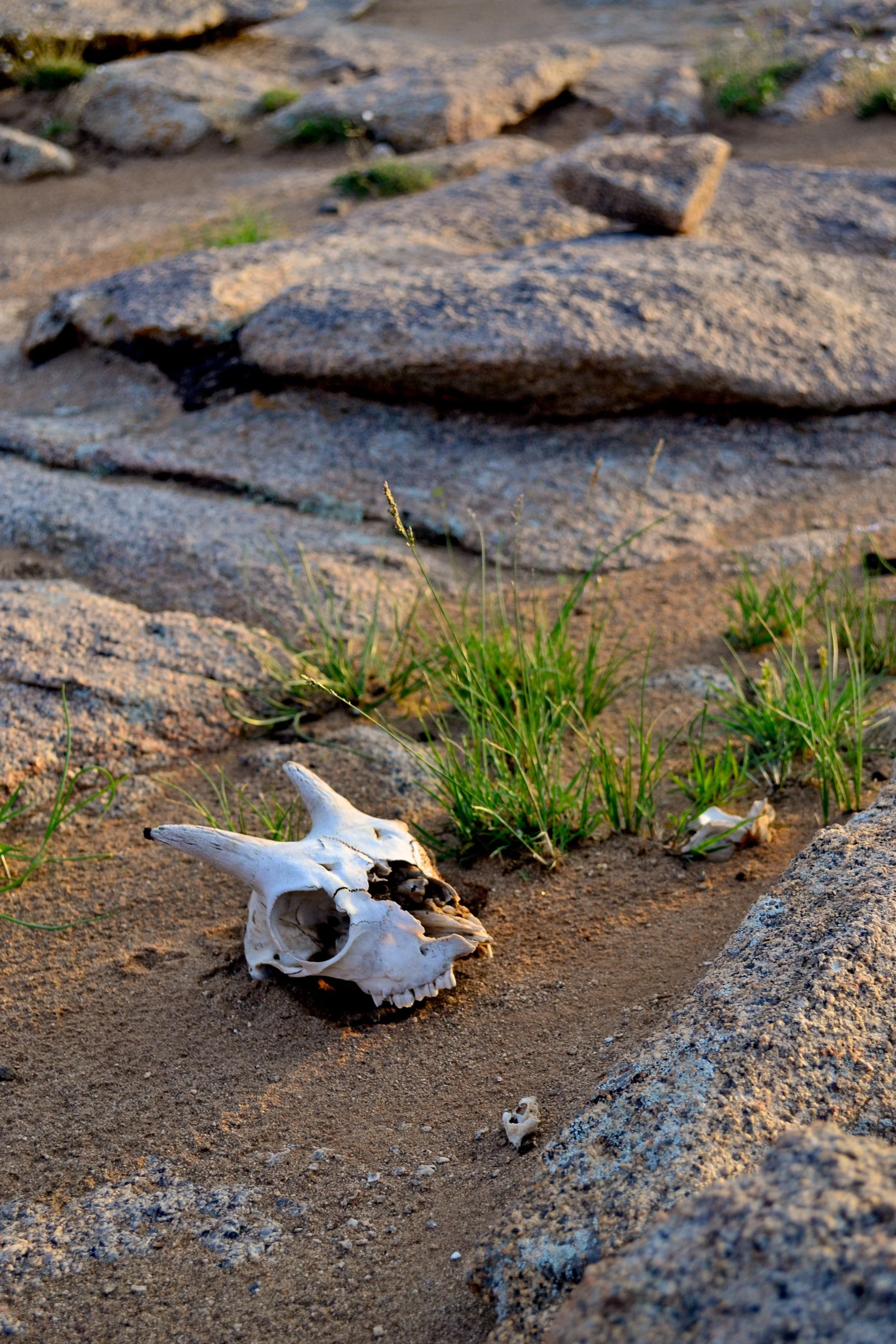 Goat skull - Gobi Desert