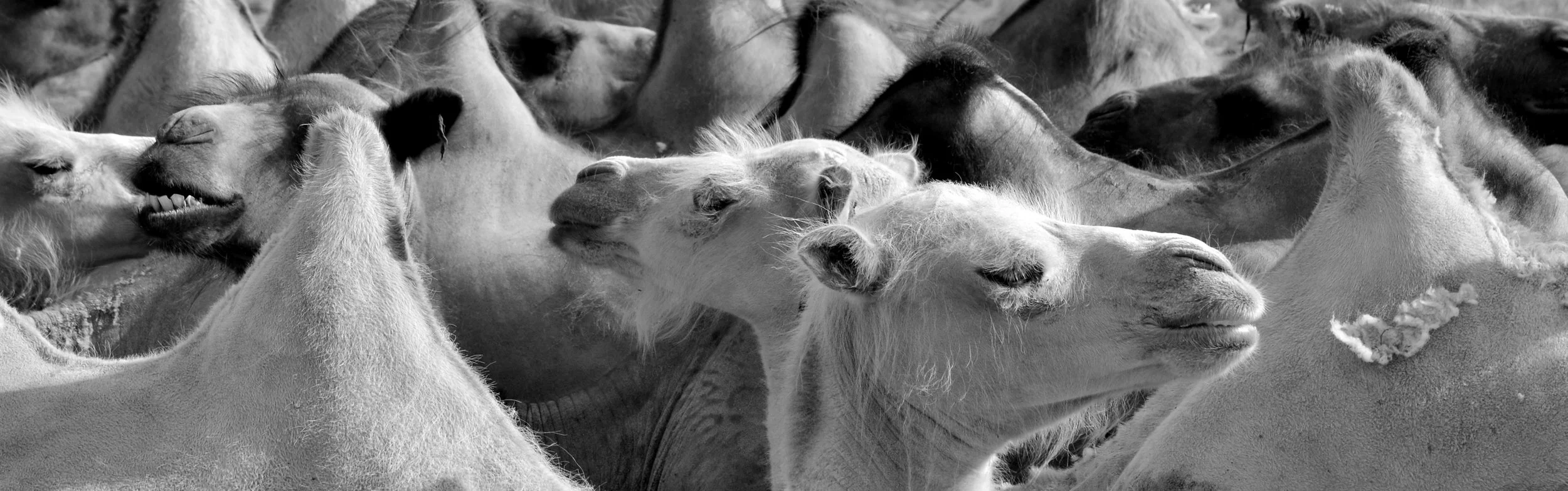 Camels - Gobi Desert