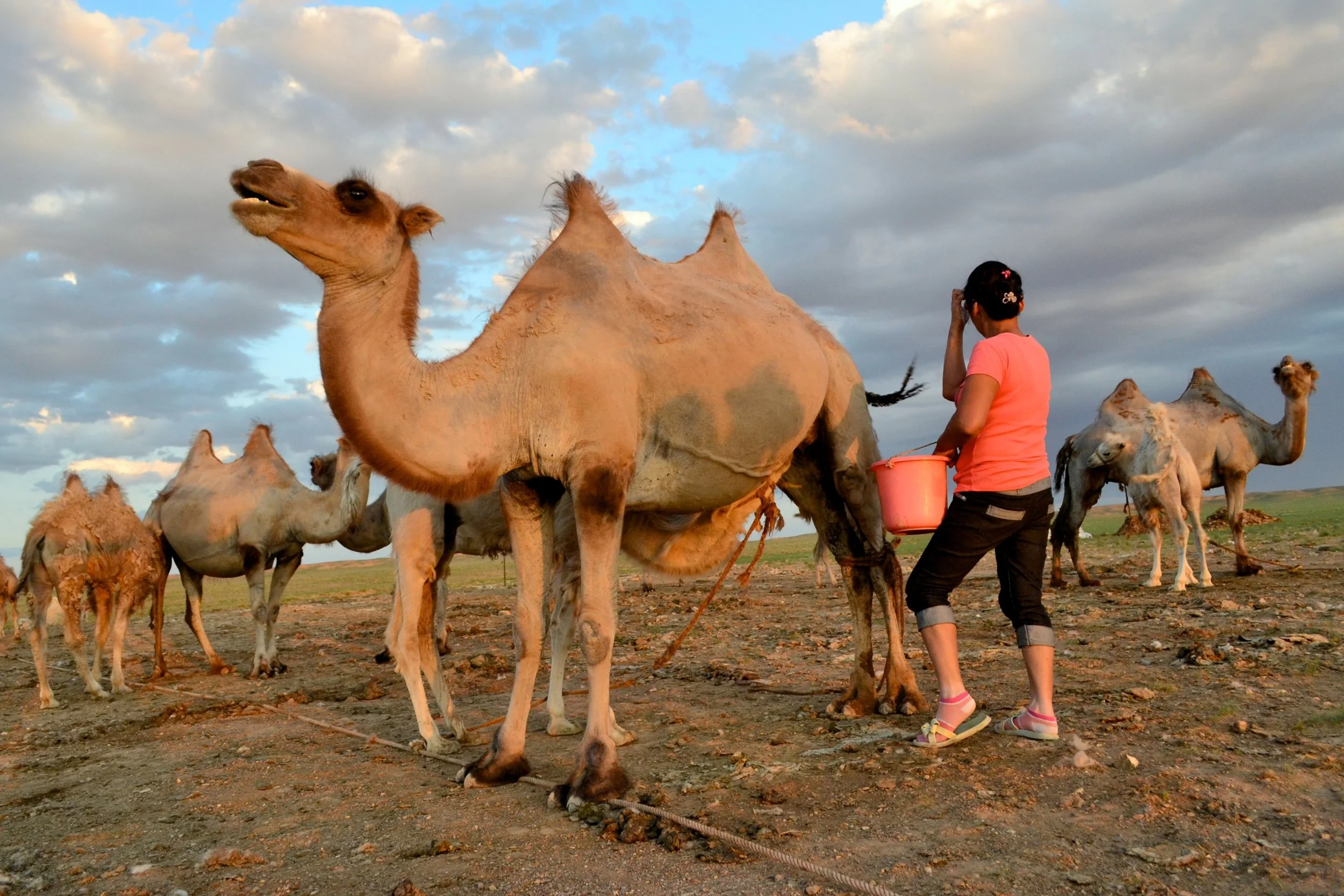 Milking time - Gobi Desert