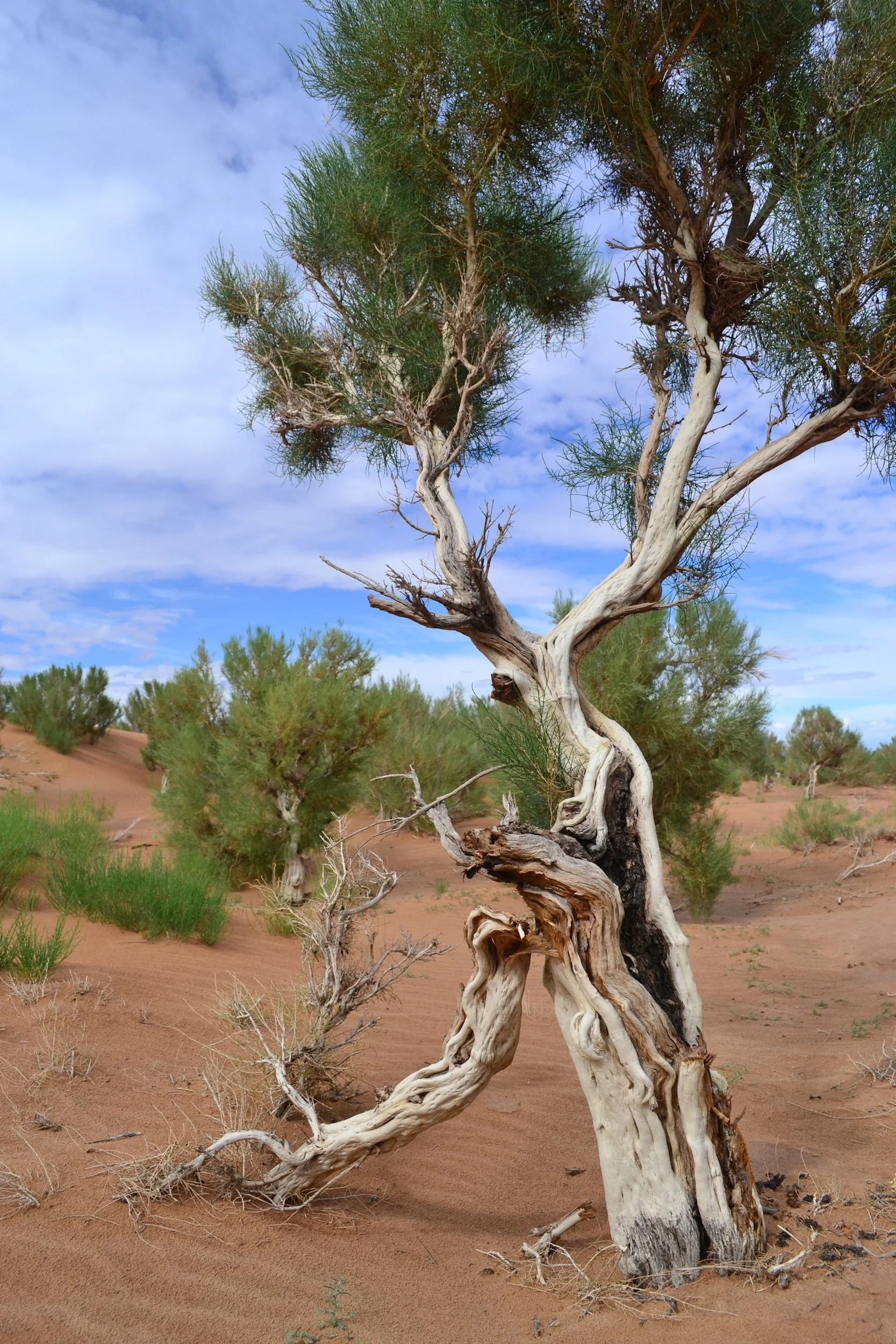 Saxaul forest - Flaming Cliffs