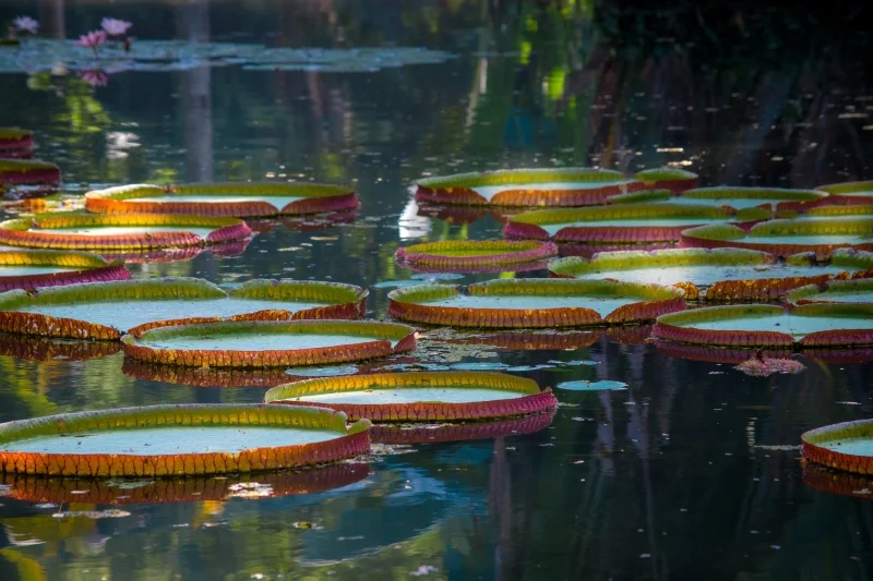 Rio de Janeiro Botanical Garden