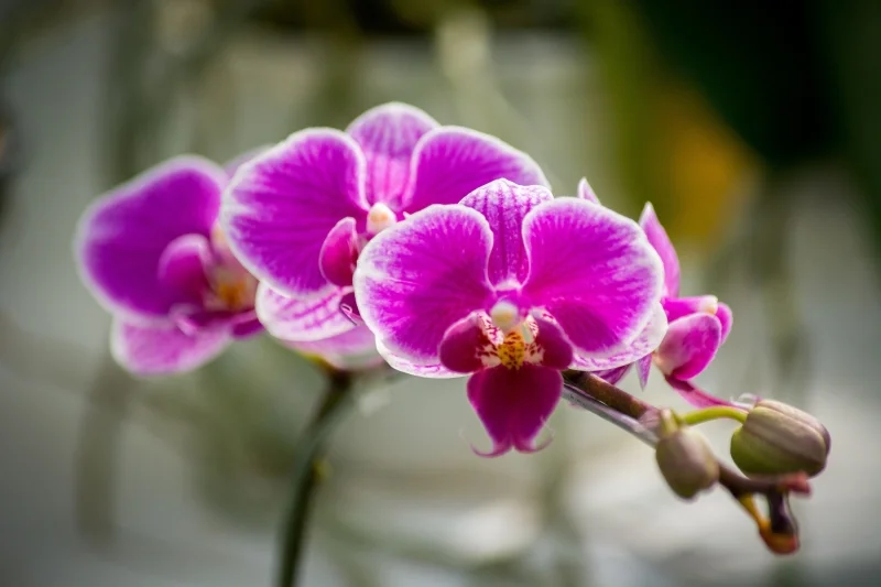 Orchid - Rio de Janeiro Botanical Garden