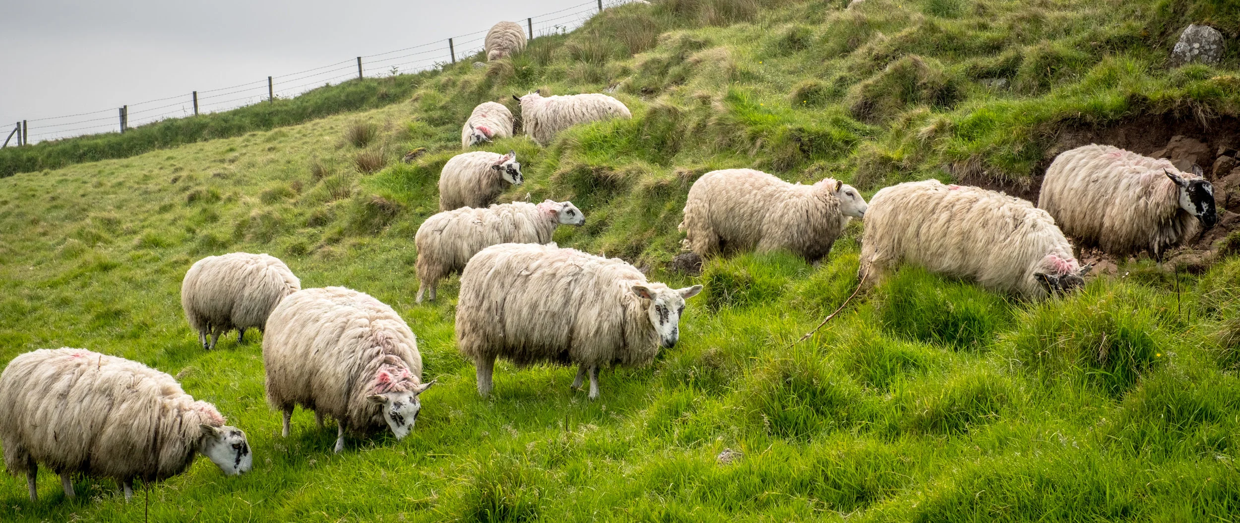 Sheet - Northern Ireland