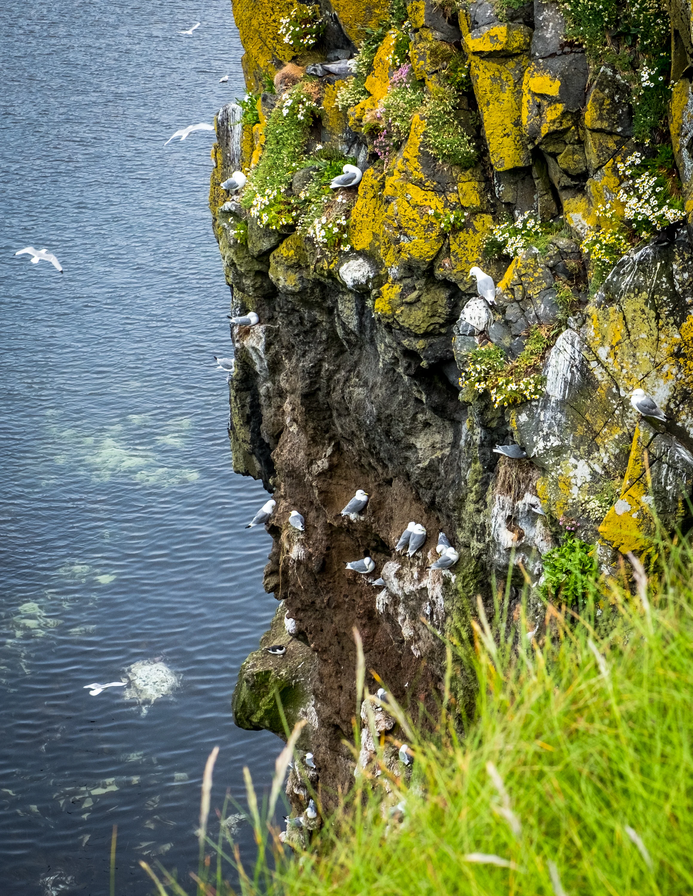 Seabirds - County Antrim, Northern Ireland