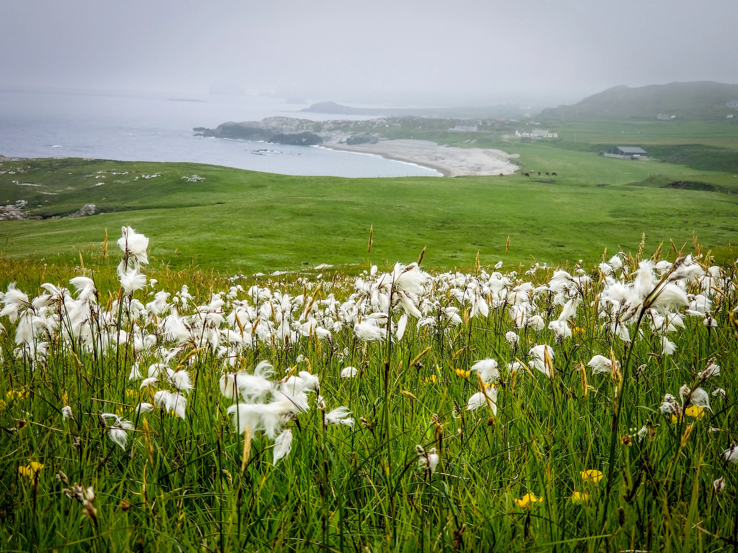 Bog cotton - Malin Head