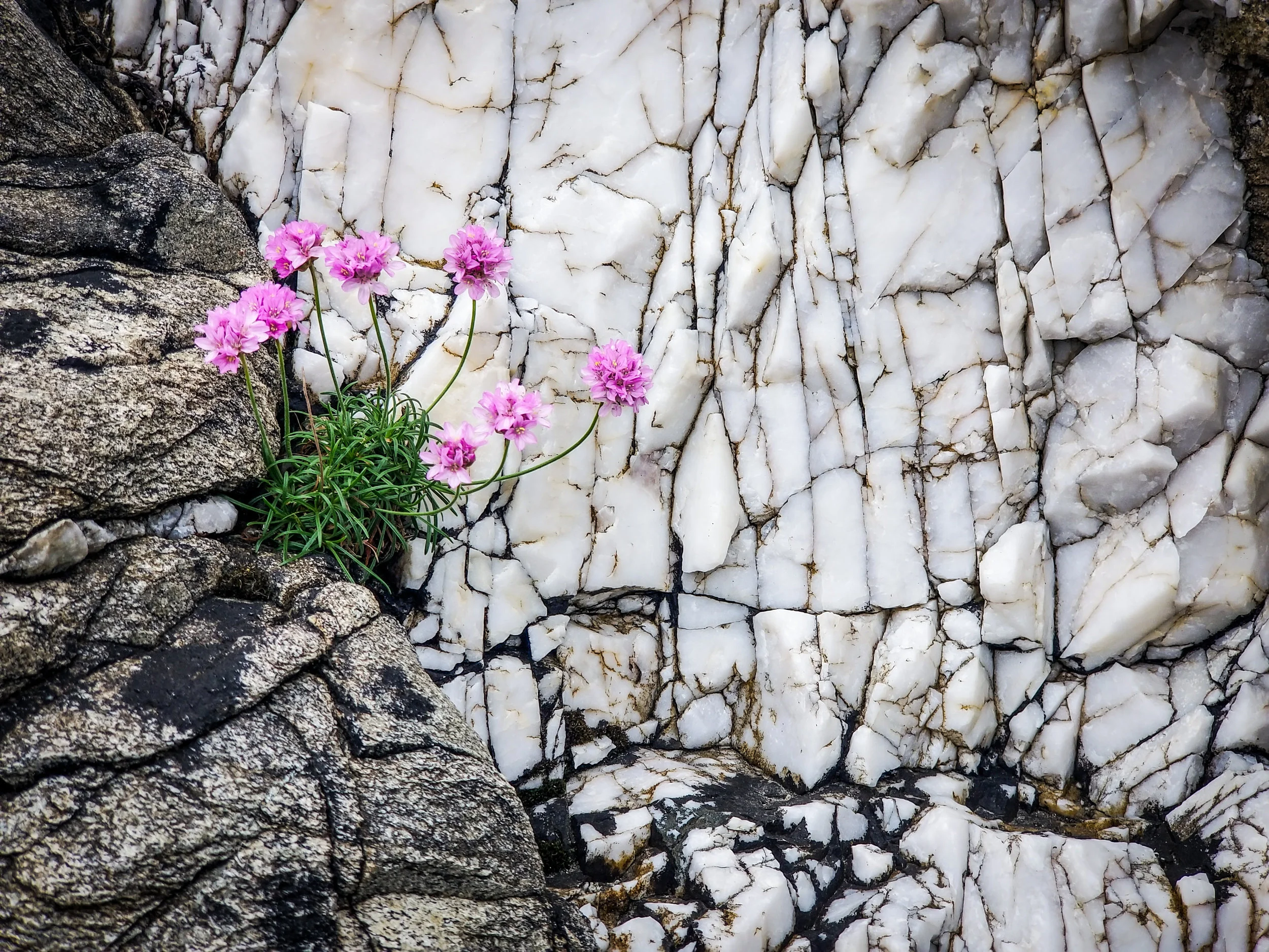 Wildflowers - Malin Head