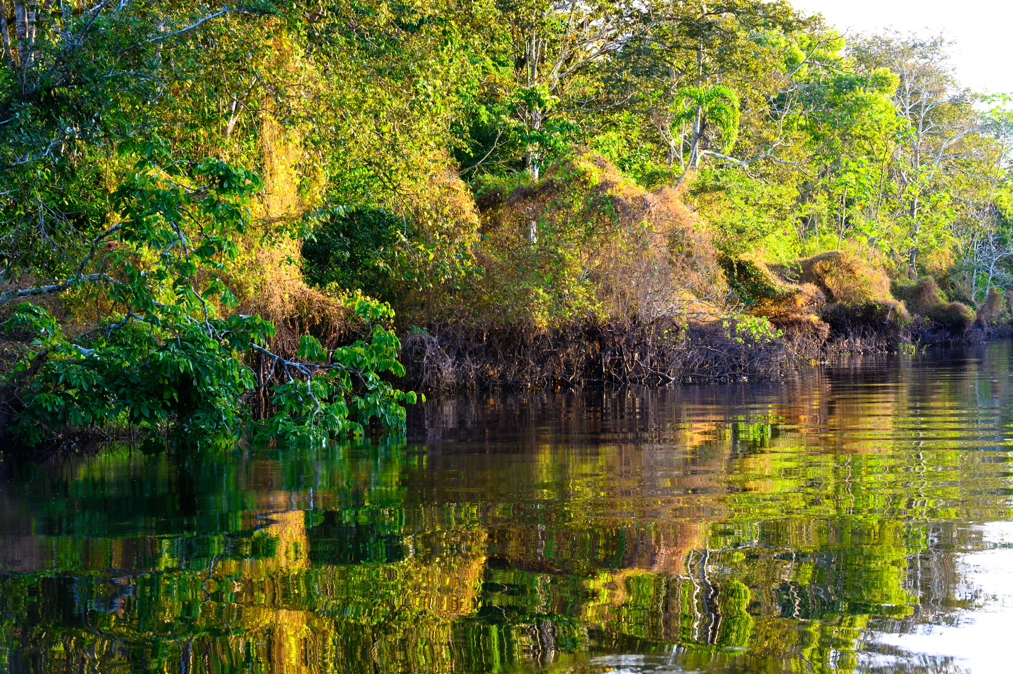 Colors of the forest - Pacaya-Samiria National Reserve