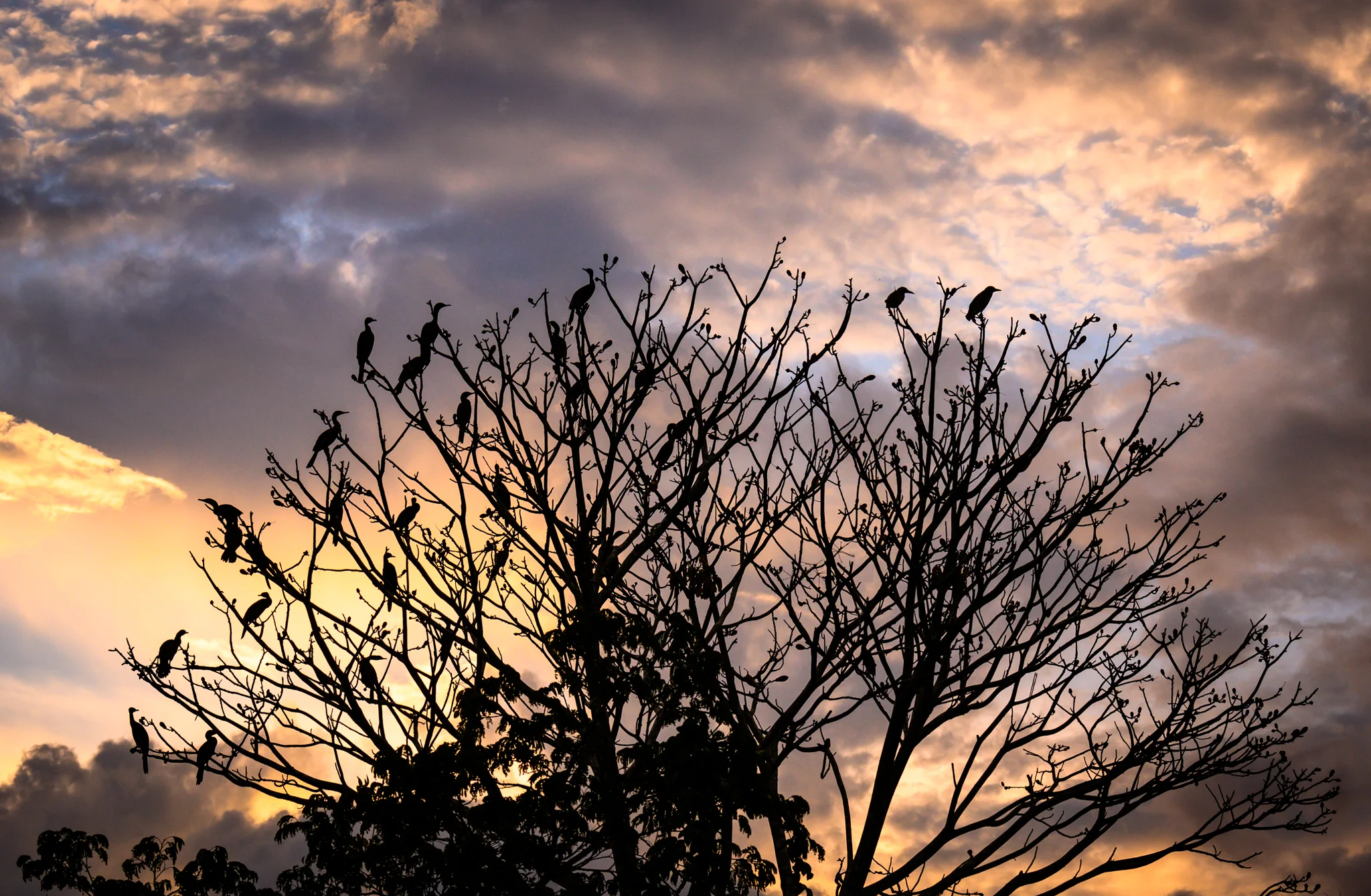 Cormorants at sunset - Pacaya-Samiria National Reserve