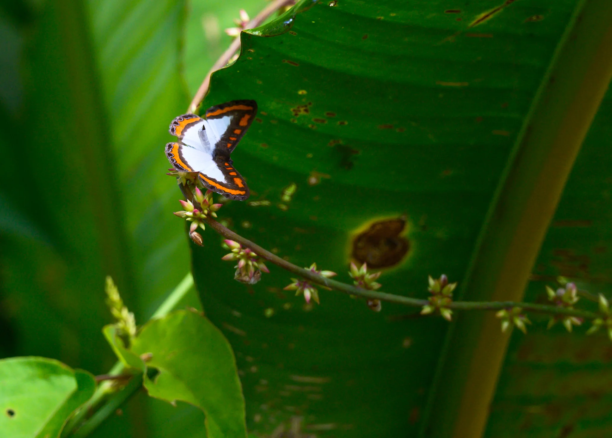 Butterfly - Pacaya-Samiria National Reserve