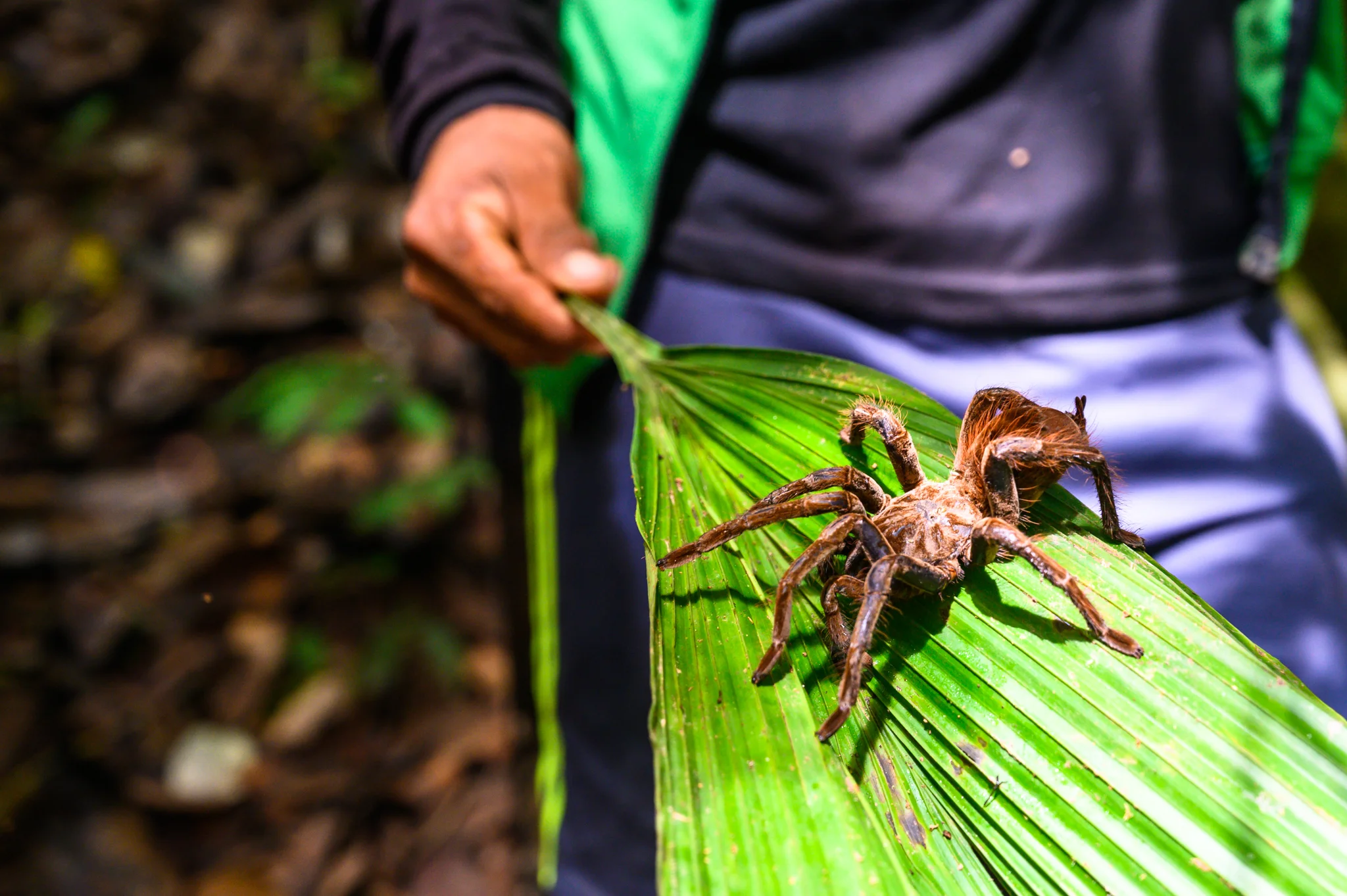 Bird eating spider - Pacaya-Samiria National Reserve