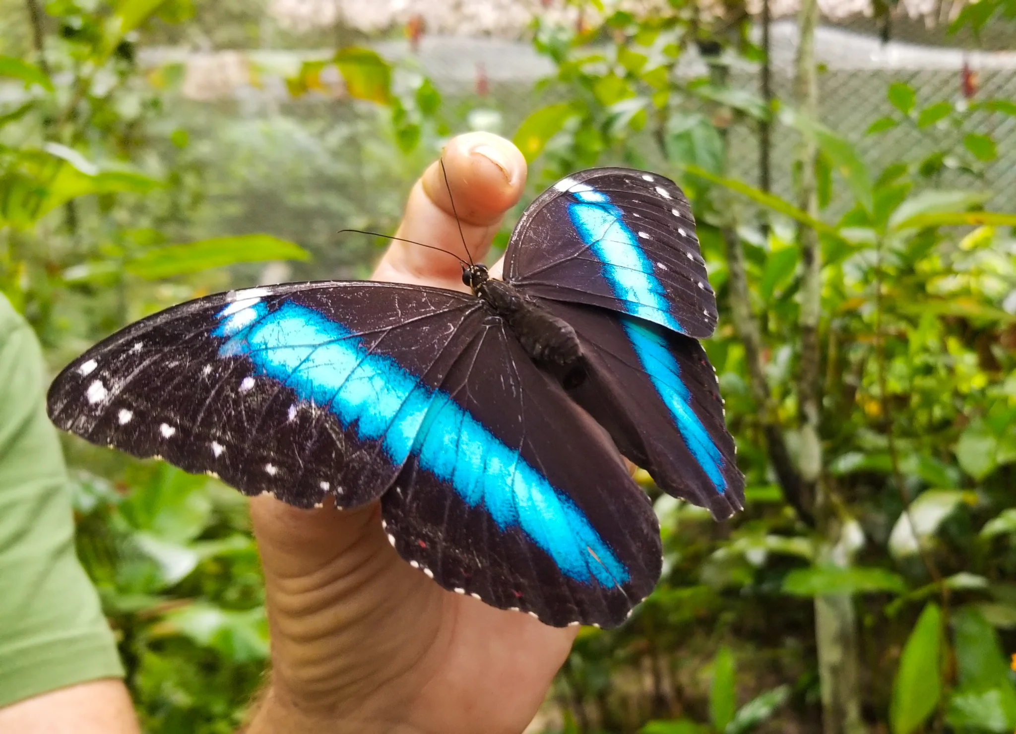 Blue morpho butterfly - Pacaya-Samiria National Reserve