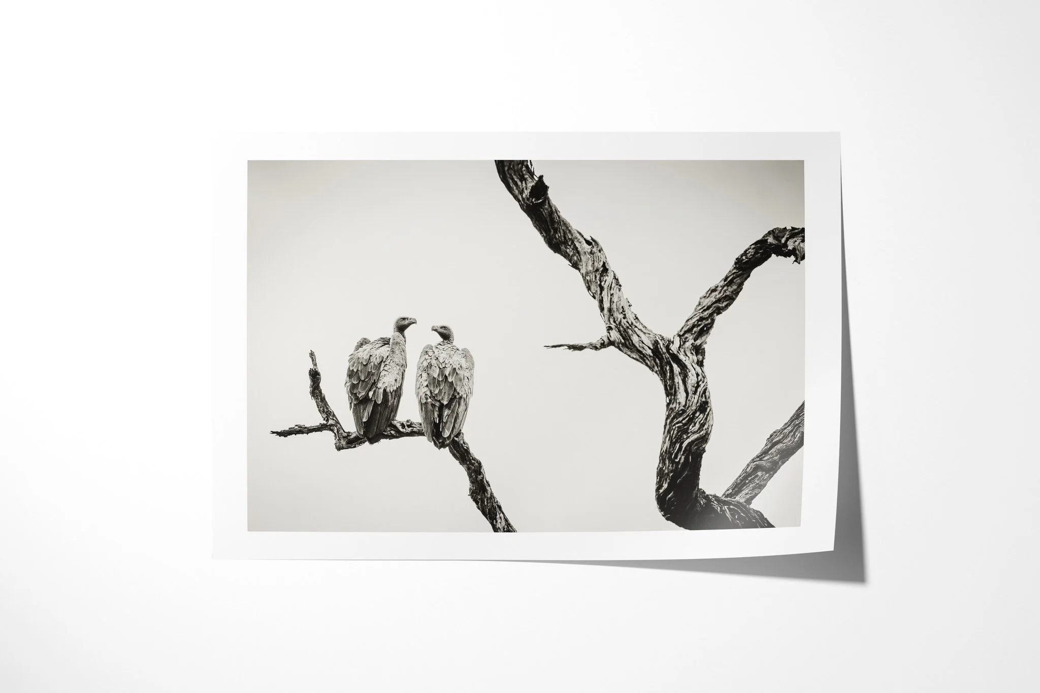 Fine art paper print of Vultures, showing two large Gyps-type vultures perched together on a bare dead branch.