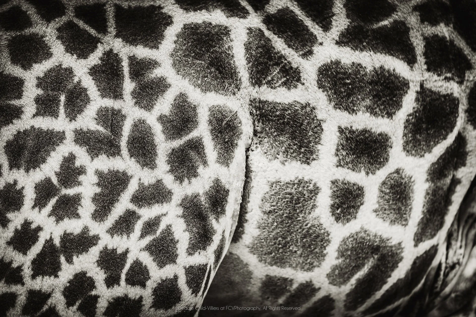 Close crop of a giraffe’s polygonal coat pattern across the shoulder and lower neck.