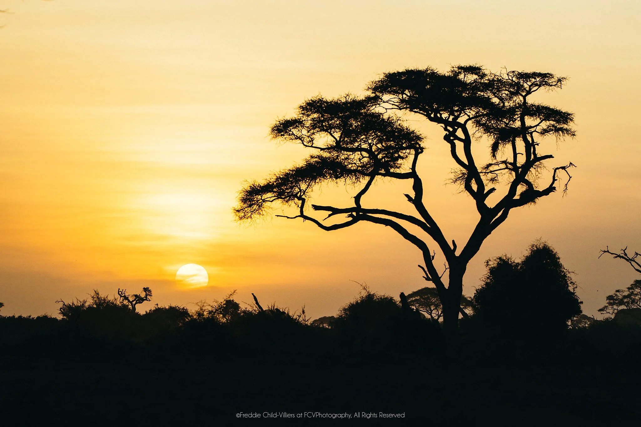 Umbrella-shaped tree and low scrub silhouetted against an amber sunset, with the sun resting near the horizon.