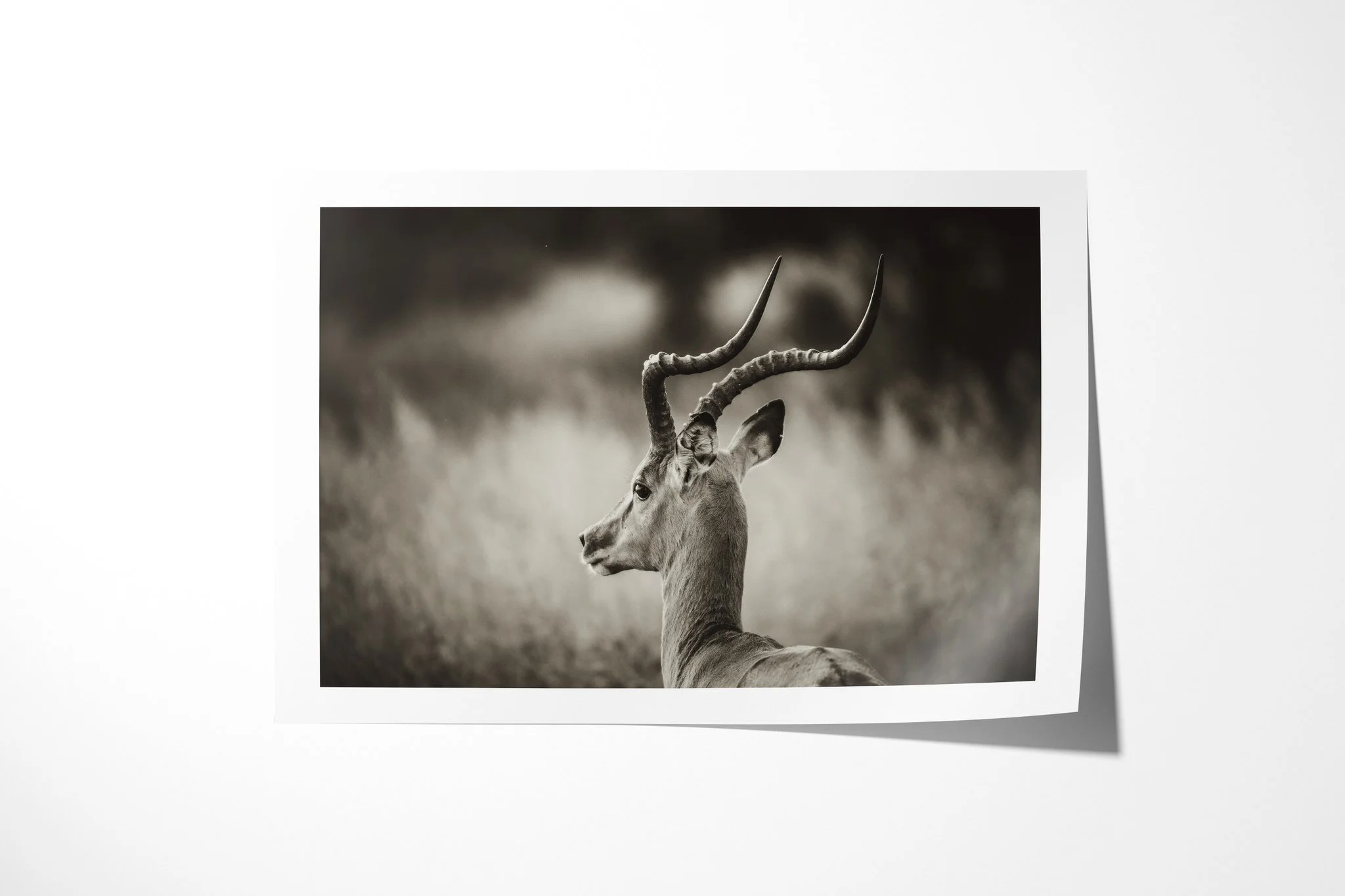 Fine art paper print of Aware, showing male impala in left profile, standing alert in grass with long lyre-shaped horns.