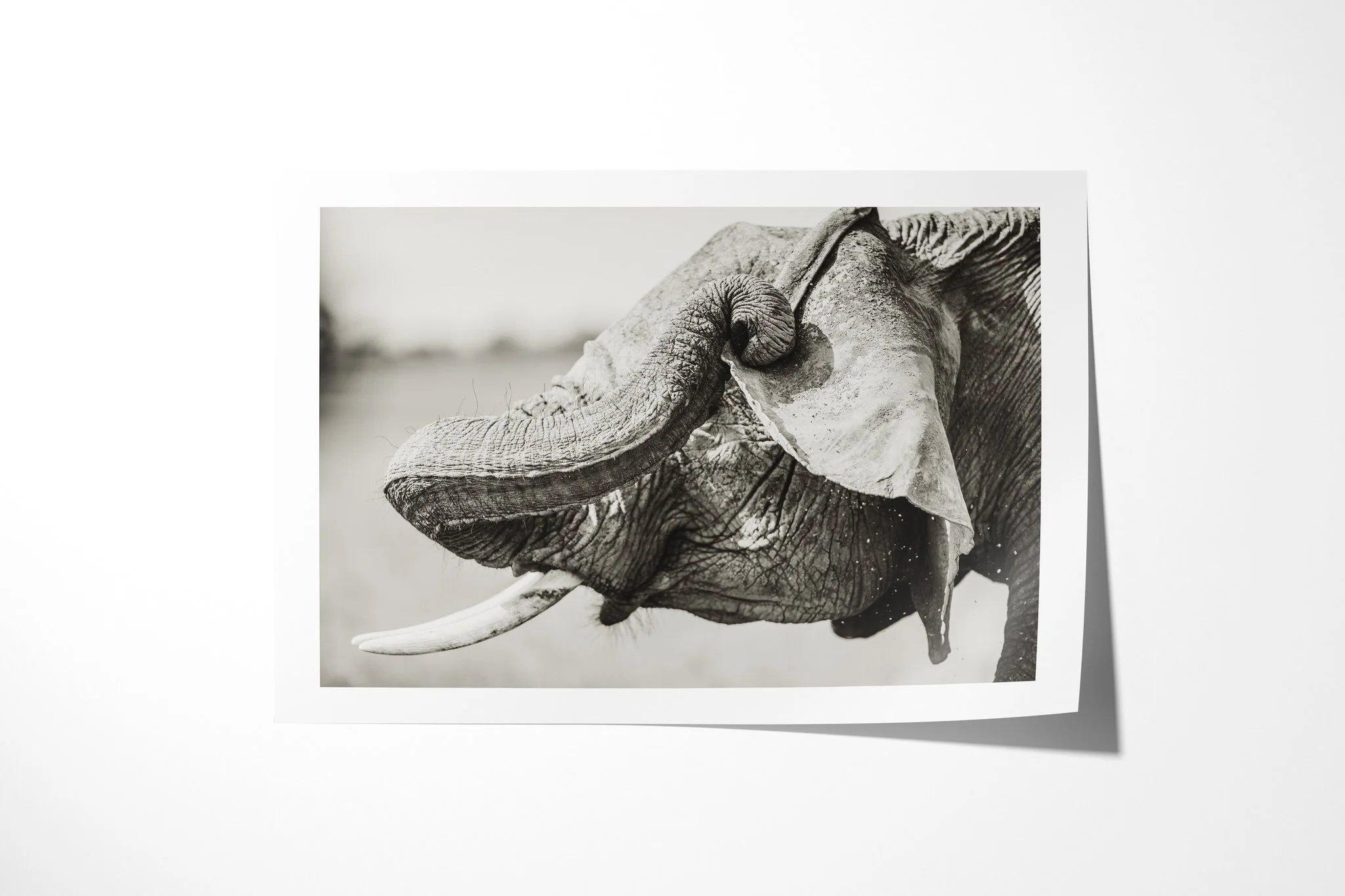 Fine art paper print of The Itch, showing close African savanna elephant portrait with its trunk curled across the face and one tusk.