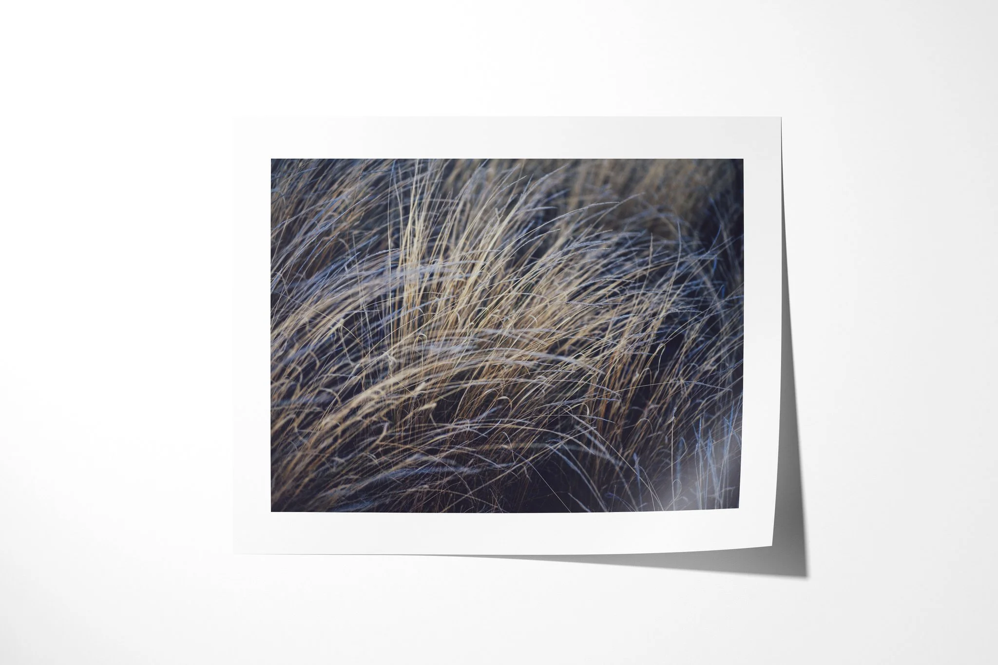 Blades presented as an unframed fine art paper print, depicting dry grass stems blurred into sweeping pale lines across a deep blue-black background.