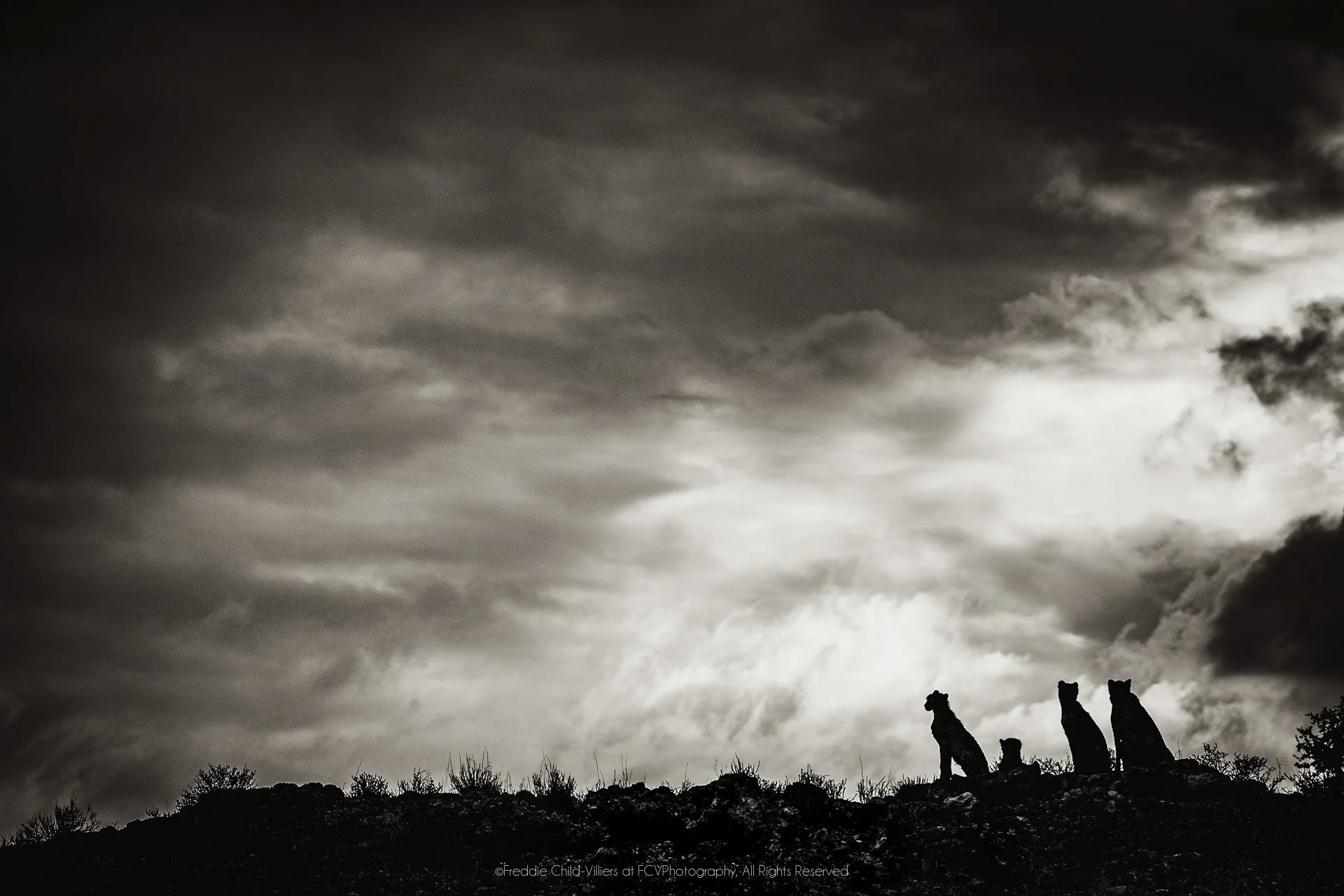 Four cheetahs silhouetted along a low ridge beneath a broad sky of layered dark clouds.