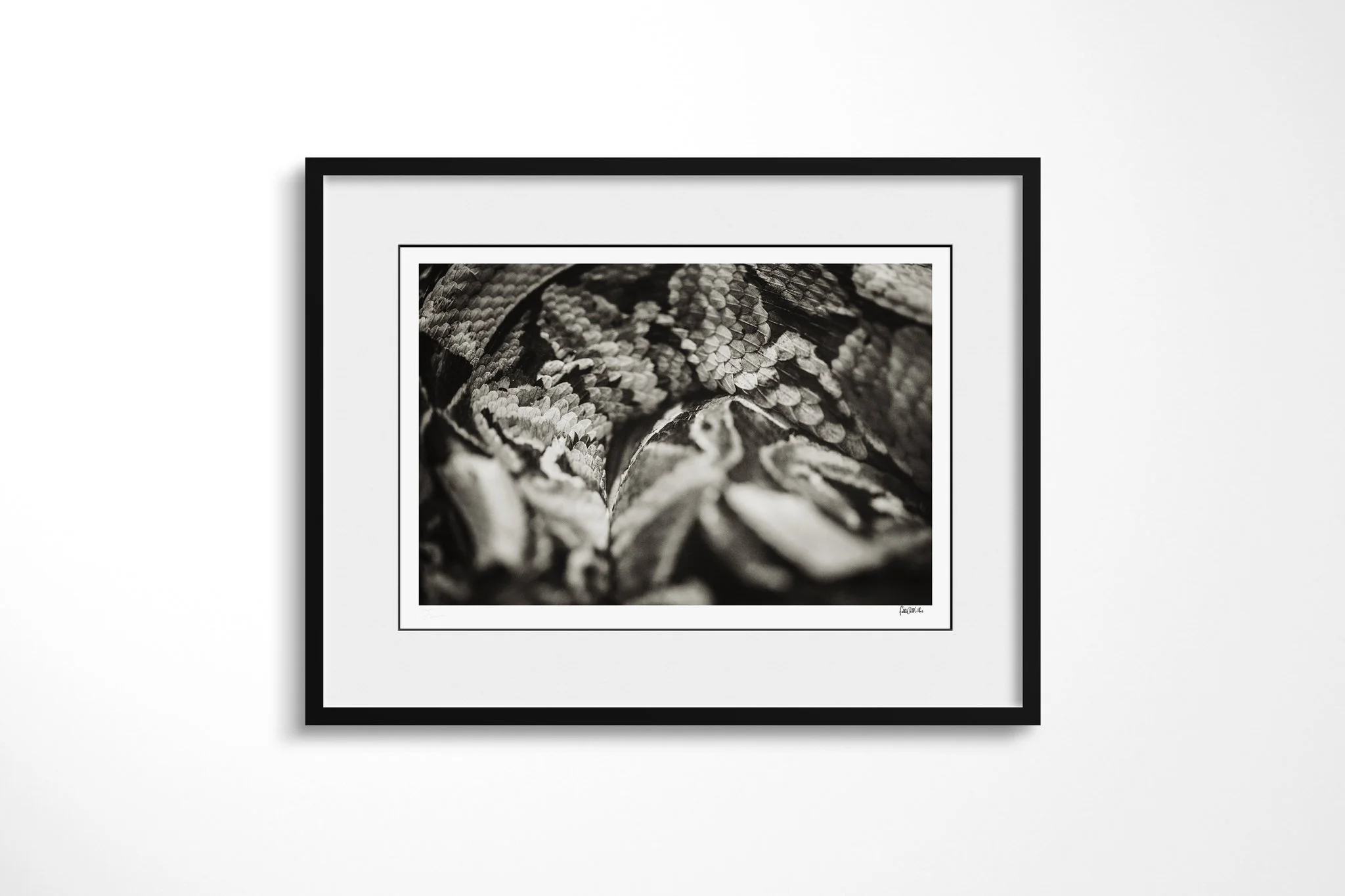 Framed presentation of Scales with a white mount and black frame, showing extreme close view of broad overlapping snake scales arranged in dense diagonal layers.
