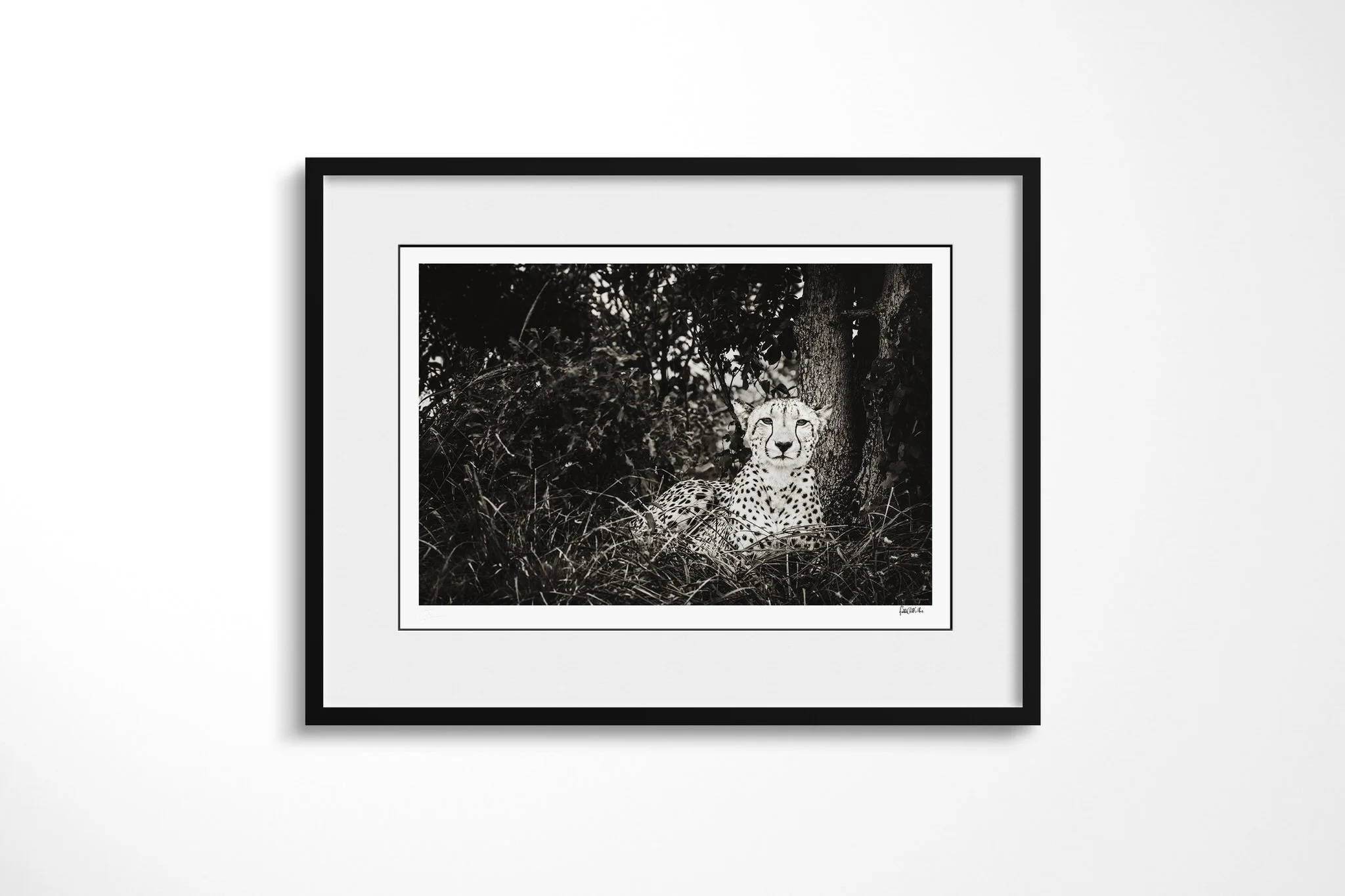 Framed presentation of Cheetah with a white mount and black frame, showing cheetah seated in shade beside a tree, facing forward through low grass.