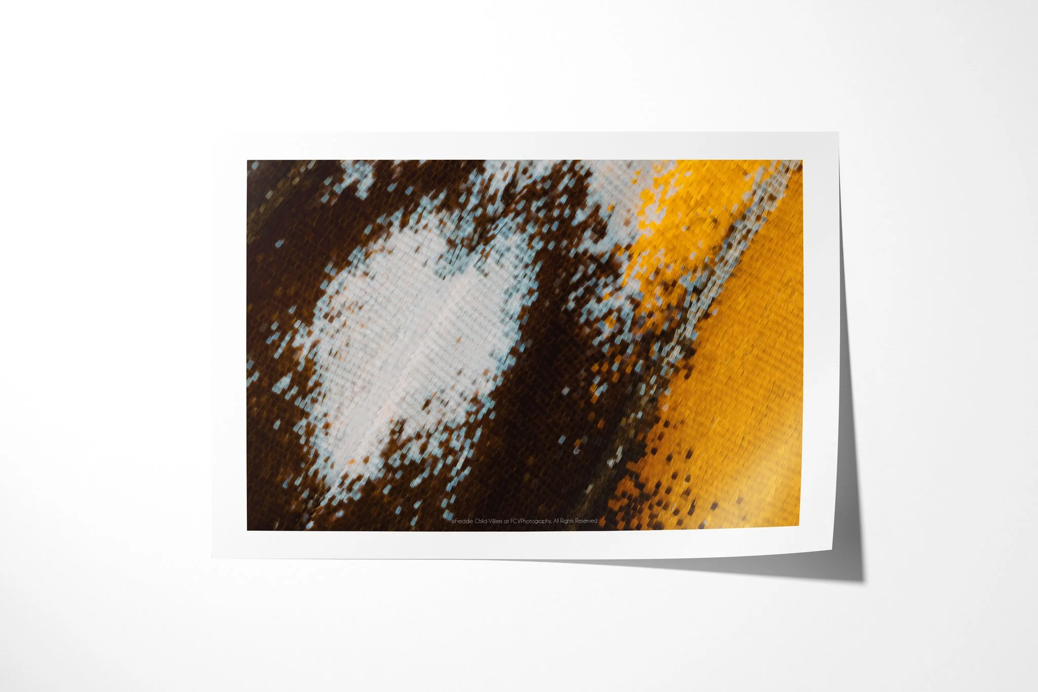 Fine art paper print of Cymothoe beckeri - Cymothoe Tribe II, showing a pale blue-white oval within dark brown wing scales beside a saturated yellow edge.