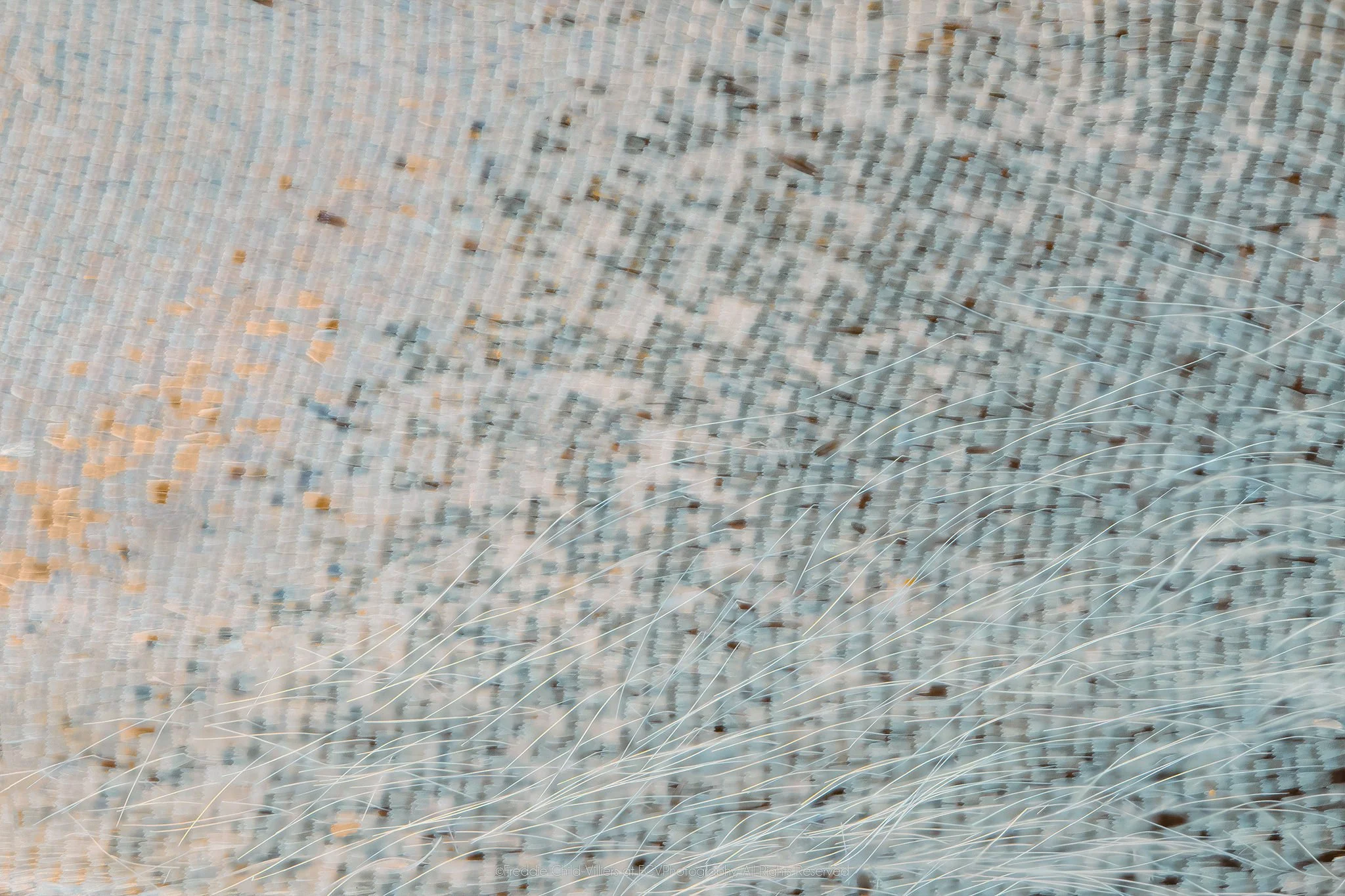 Extreme macro detail of pale blue and cool grey wing scales with faint diagonal lines and fine hair-like fibres.