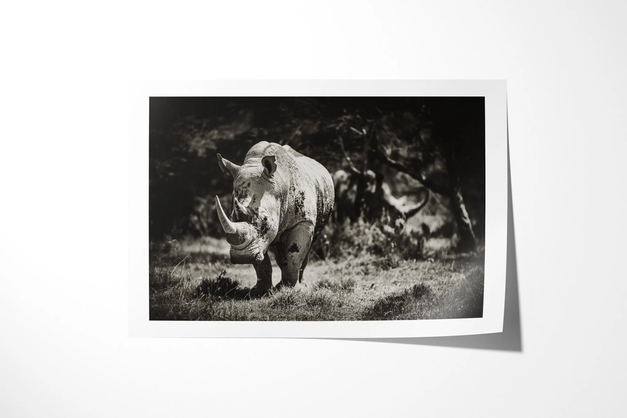 Fine art paper print of Wait In The Wings, showing white rhinoceros standing among grass and open woodland, with a broad square muzzle and two horns visible.