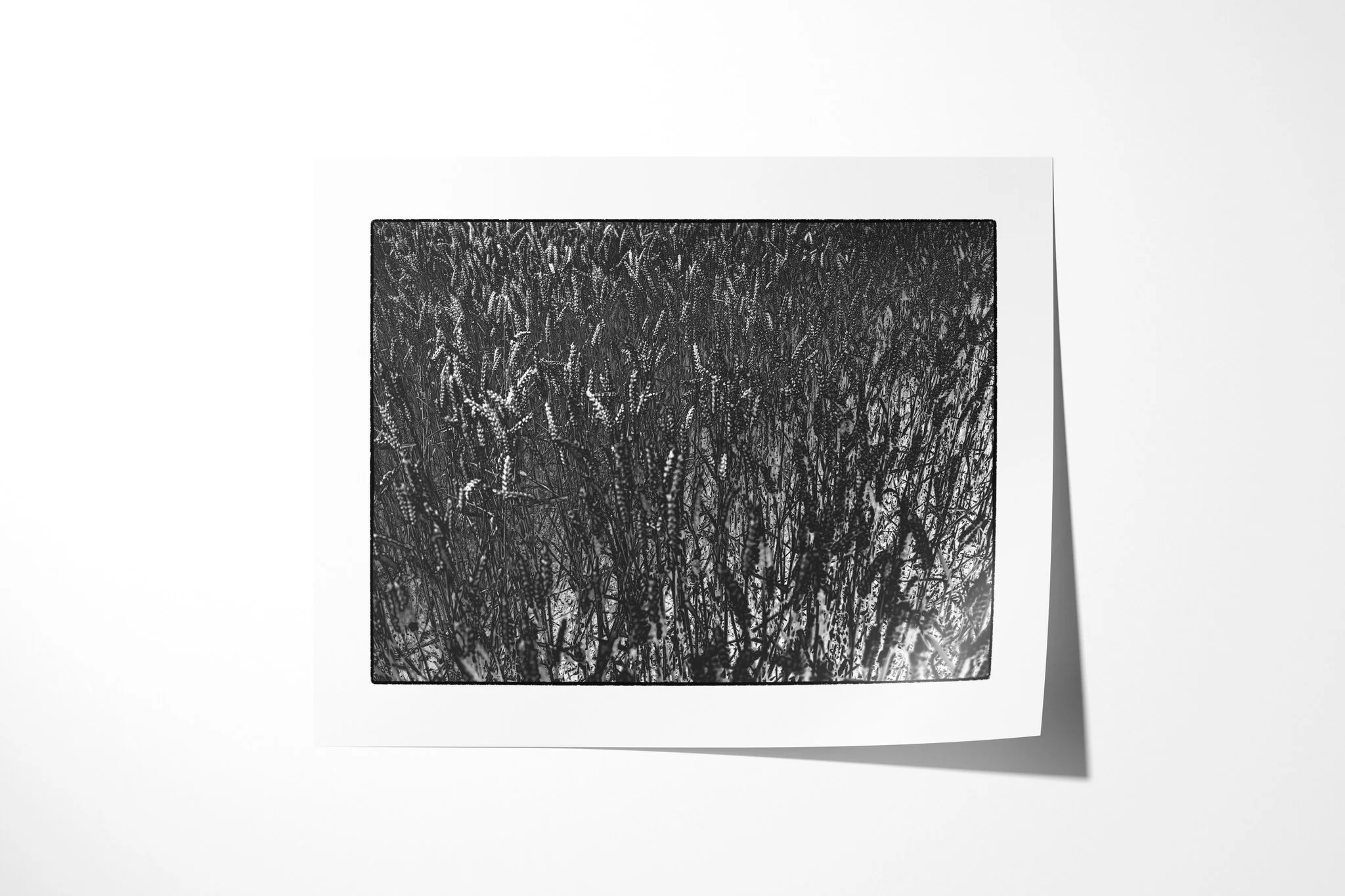 Unframed fine art paper print of Harvest, featuring a dense monochrome field of grain-like seed heads and slender overlapping stems.