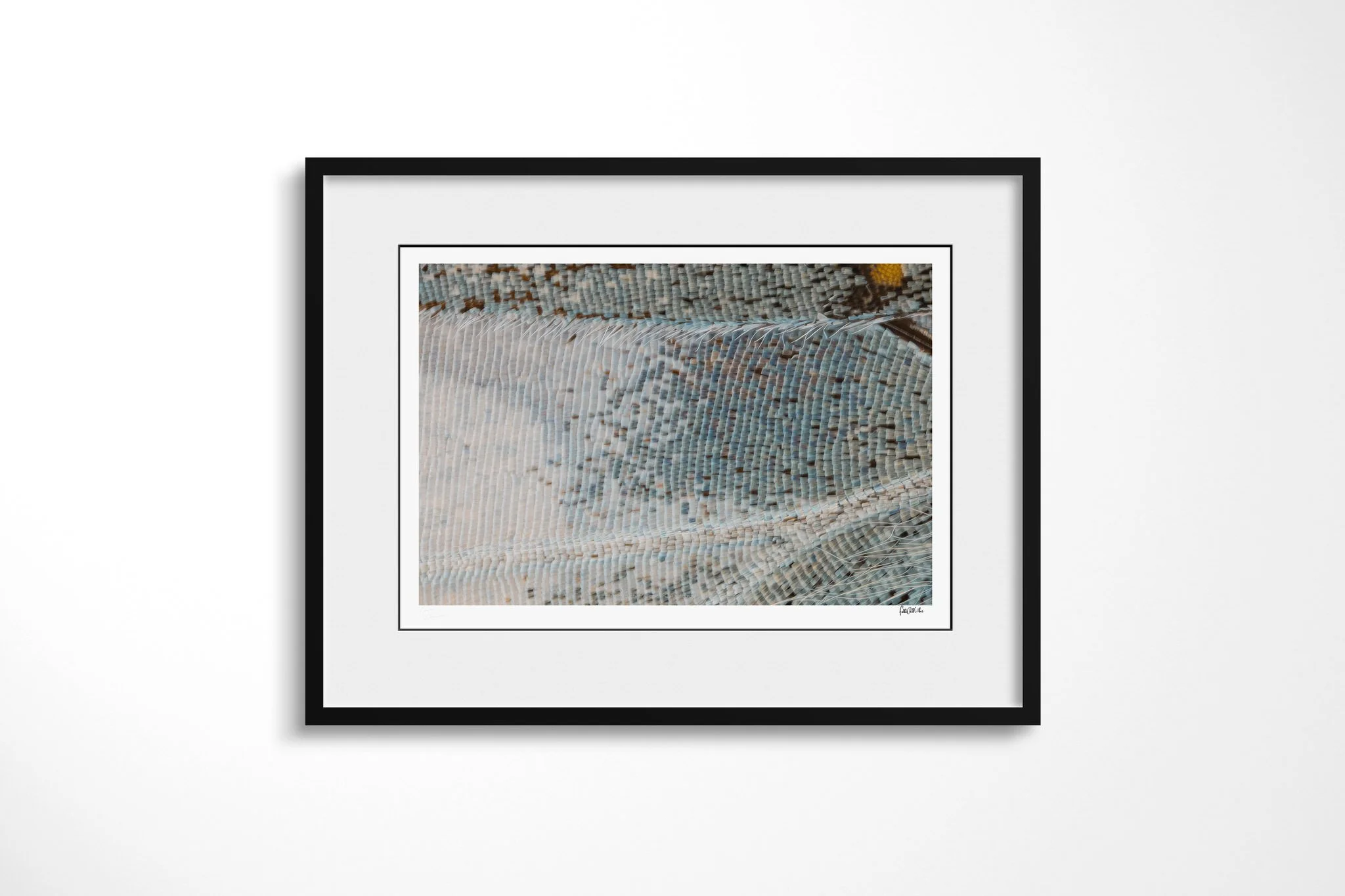 Black-framed presentation of Cymothoe beckeri - Cymothoe Tribe VI with a white mount, showing cool blue-grey wing scales, a raised pale ridge and fine translucent hairs.