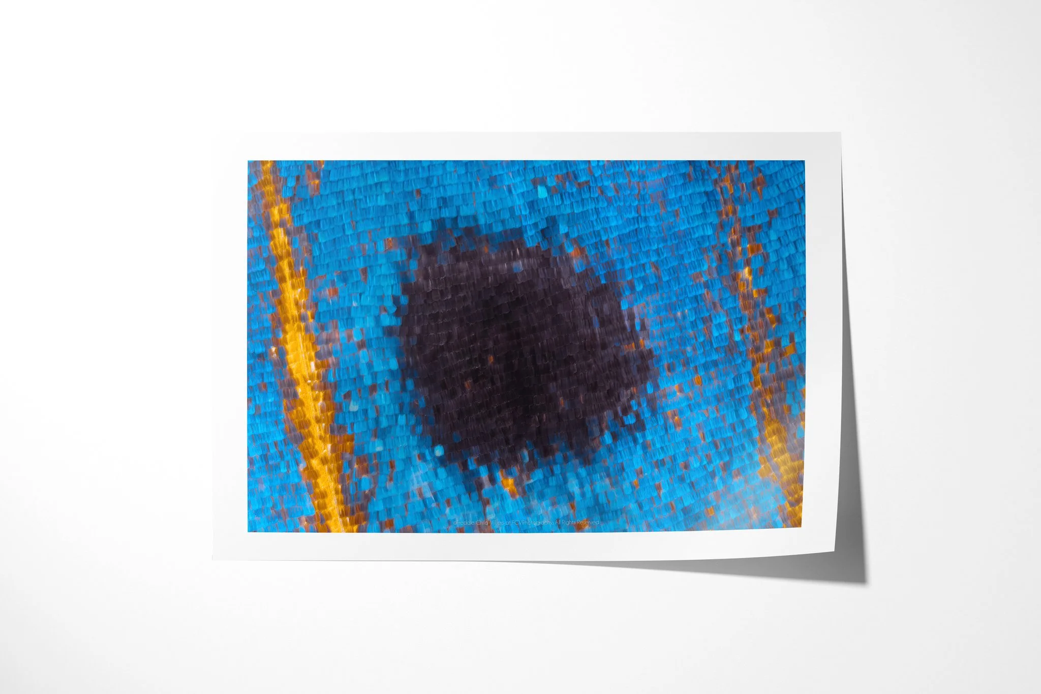 Fine art paper print of Protogoniomorpha temora - Junoniini Tribe III, showing a black oval centred in vivid cyan-blue wing scales between thin curved gold lines.