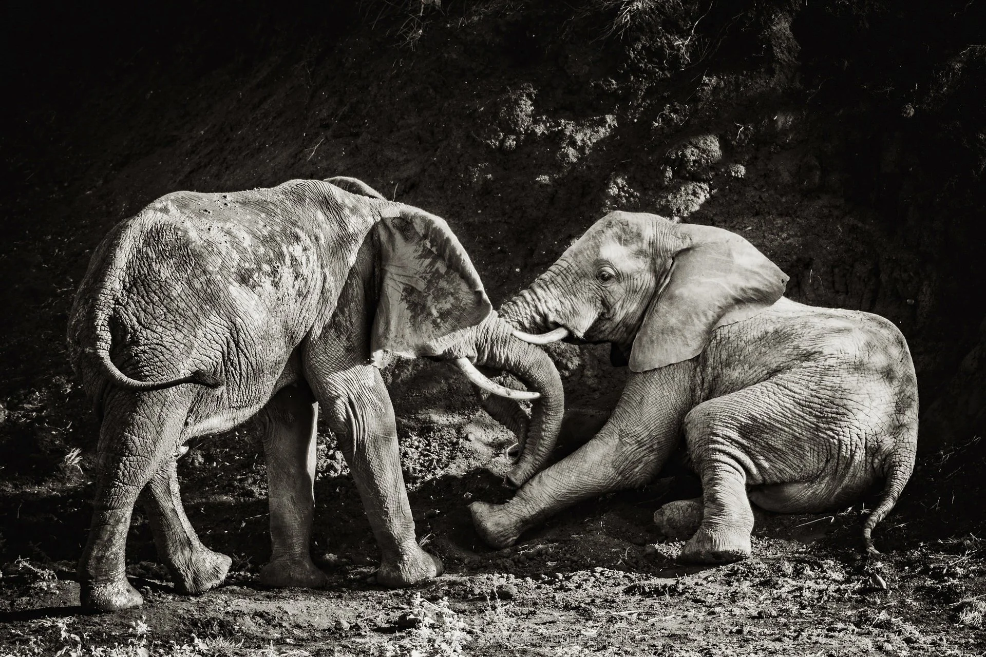 Two African savanna elephants in close physical interaction, one leaning low as trunks and tusks meet.