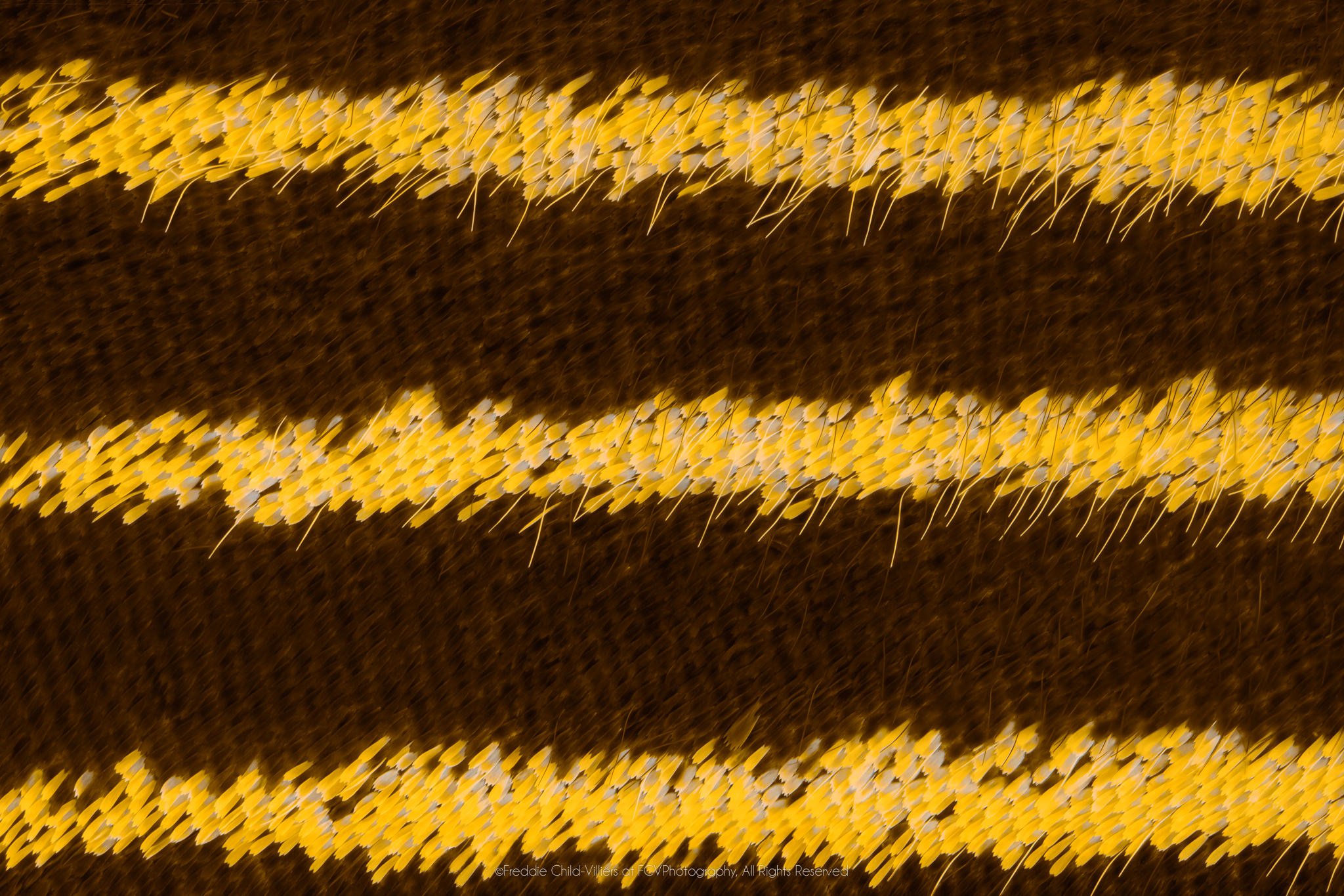 Extreme macro detail of three bright yellow scale bands with fine hairs running across a deep brown wing surface.
