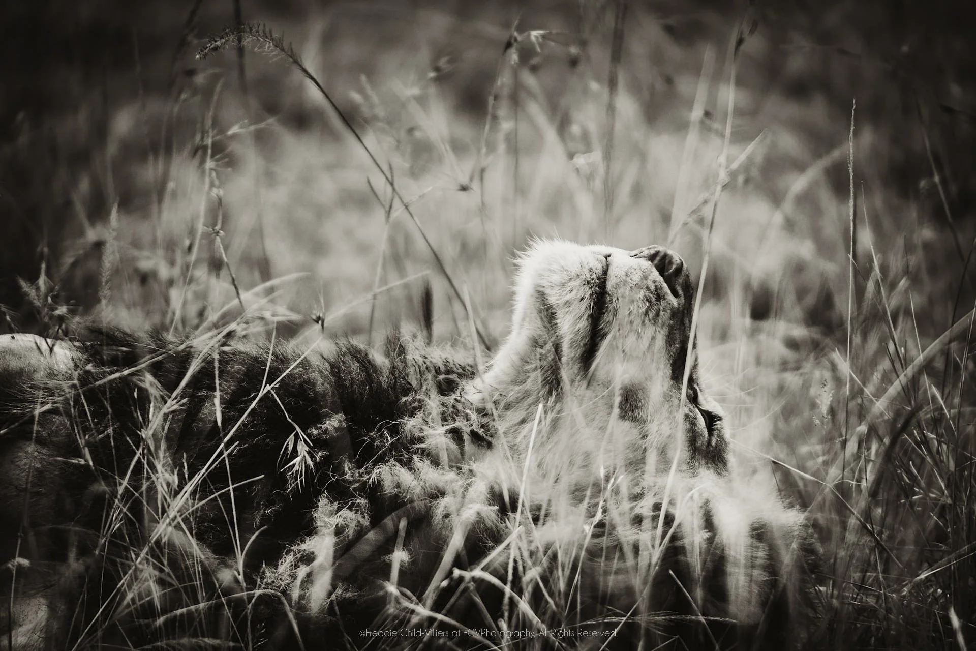 Lion lying in long grass, seen mainly from behind with its head raised above the stems.