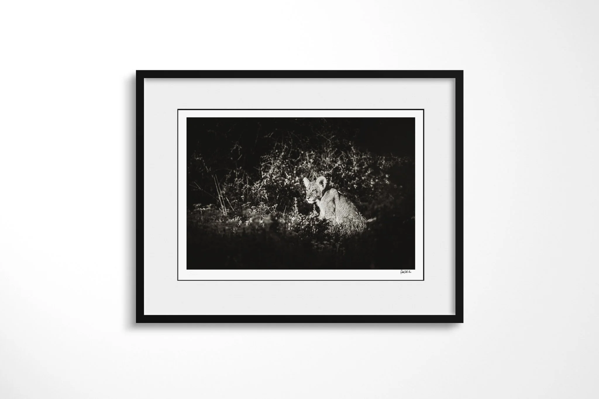 Framed presentation of Stare with a white mount and black frame, showing lion cub sitting in deep shadow among grass, with its face and rounded ears picked out by light.